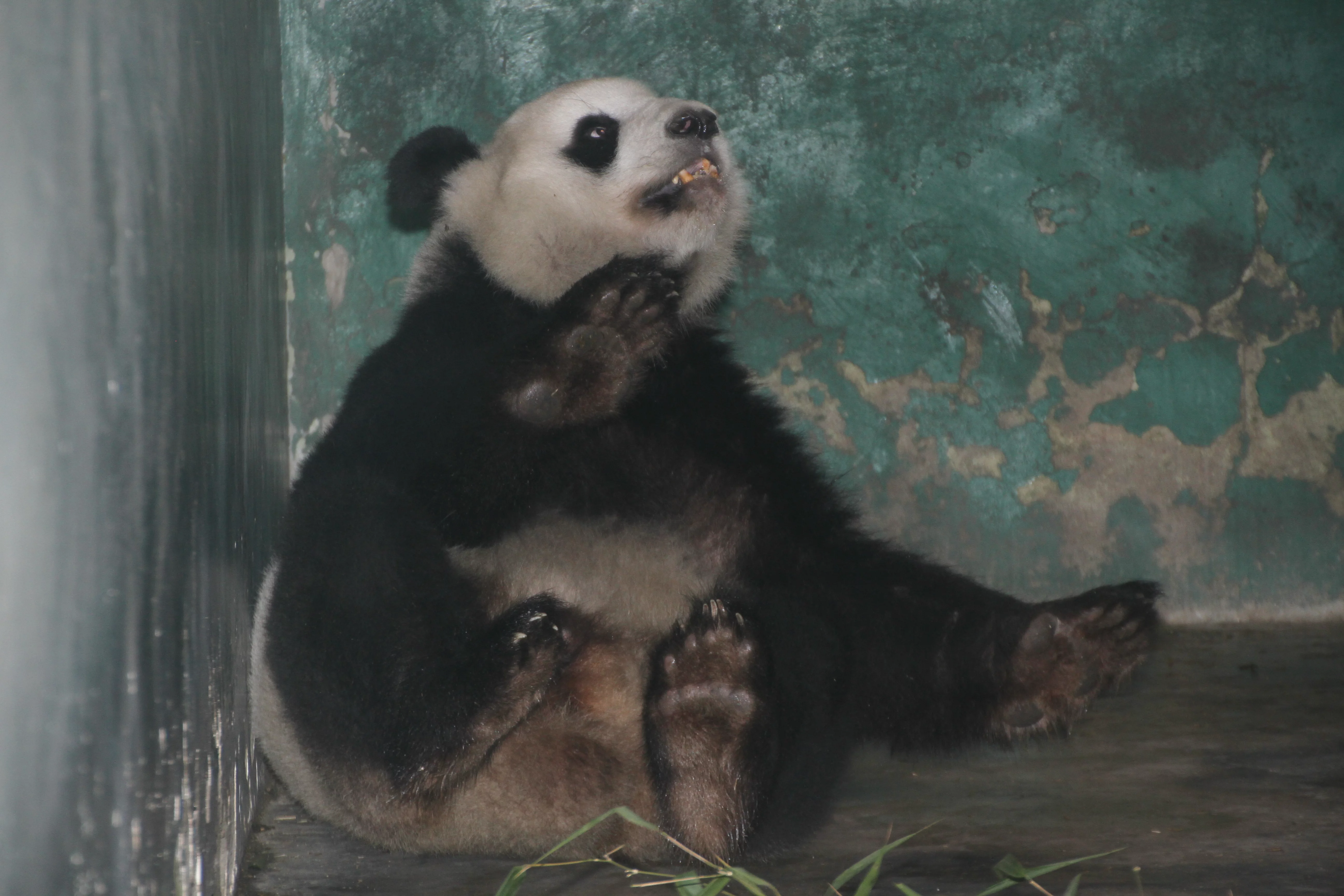 Chengdu Zoo