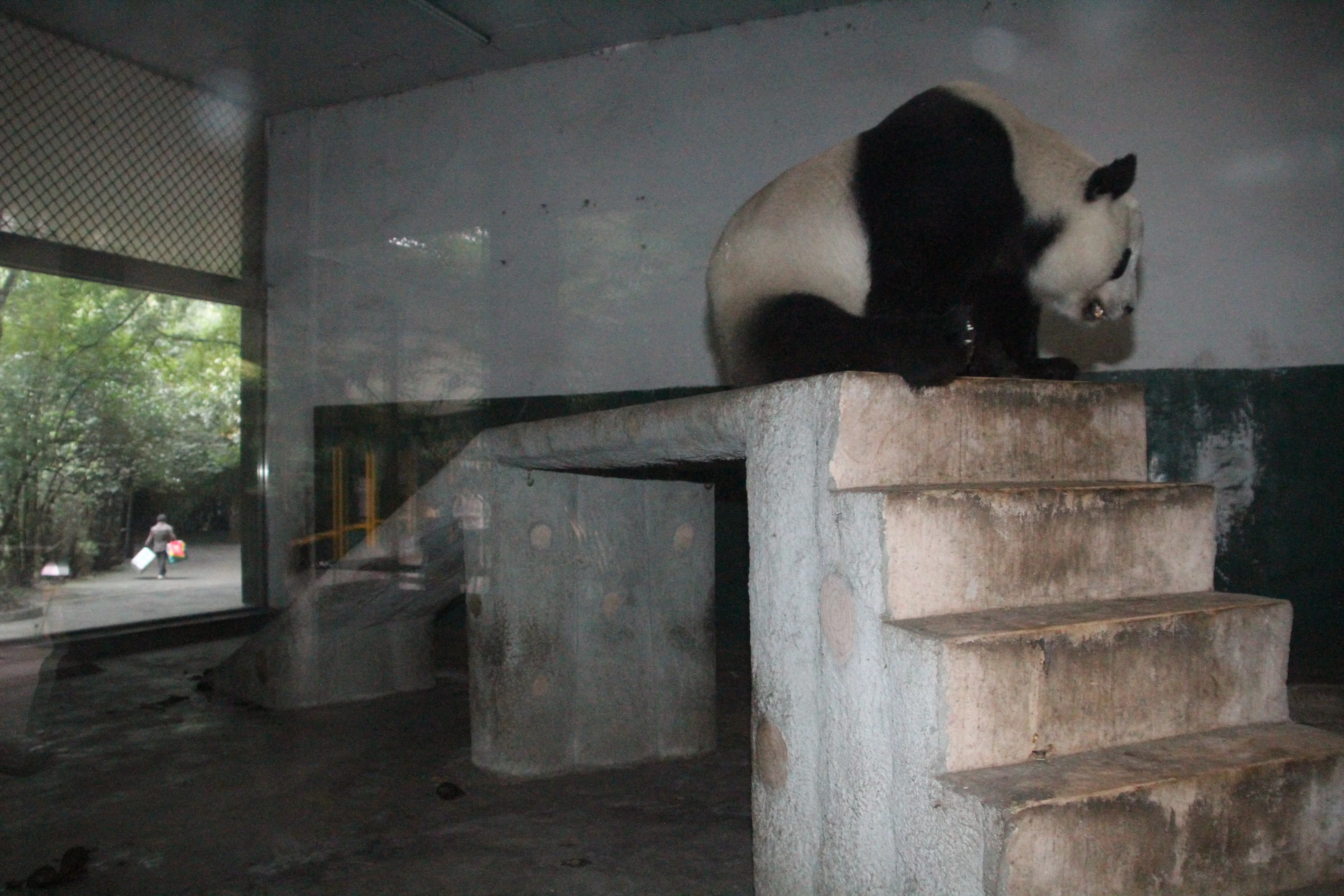 Chengdu Zoo