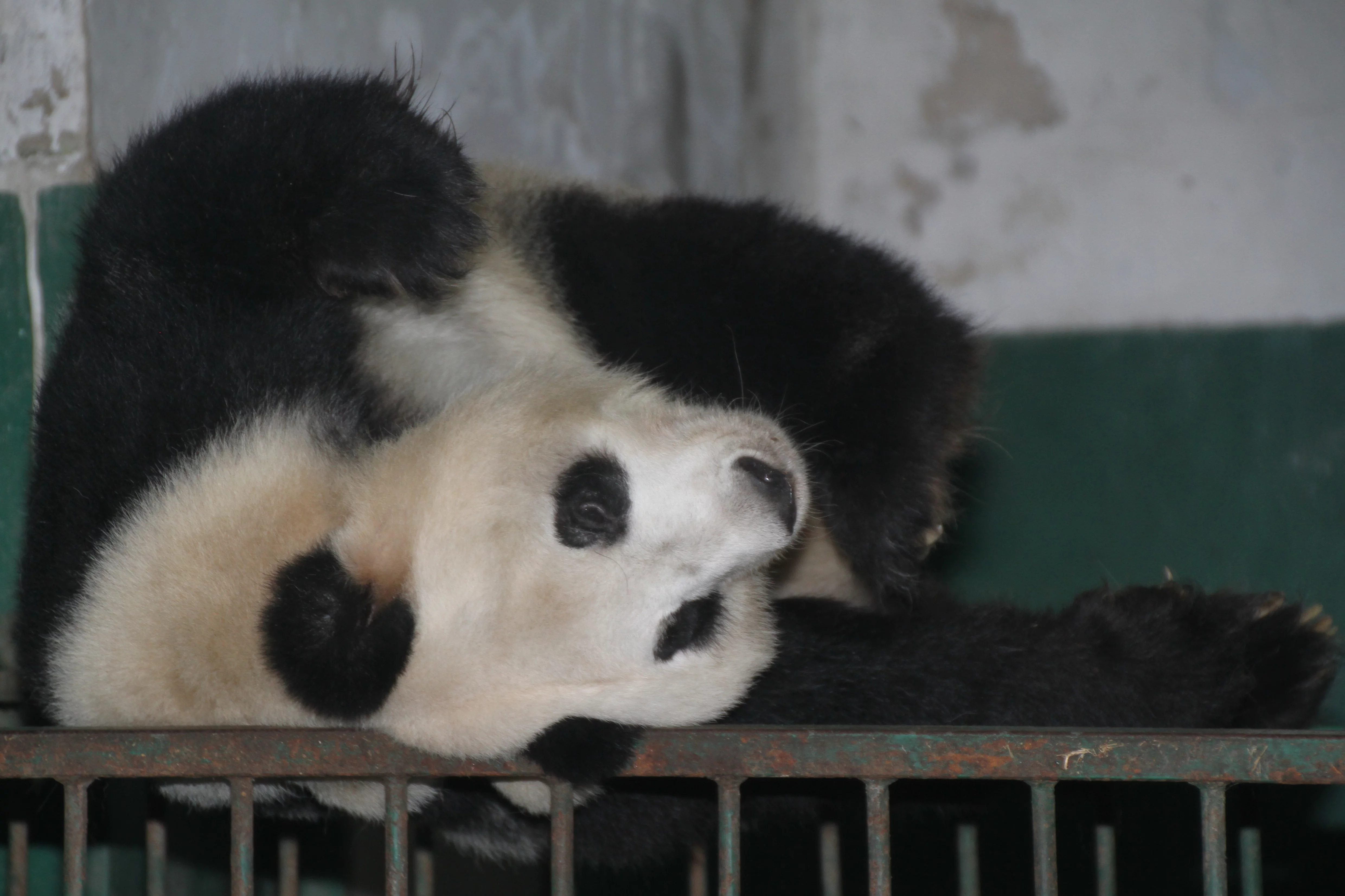 Chengdu Zoo