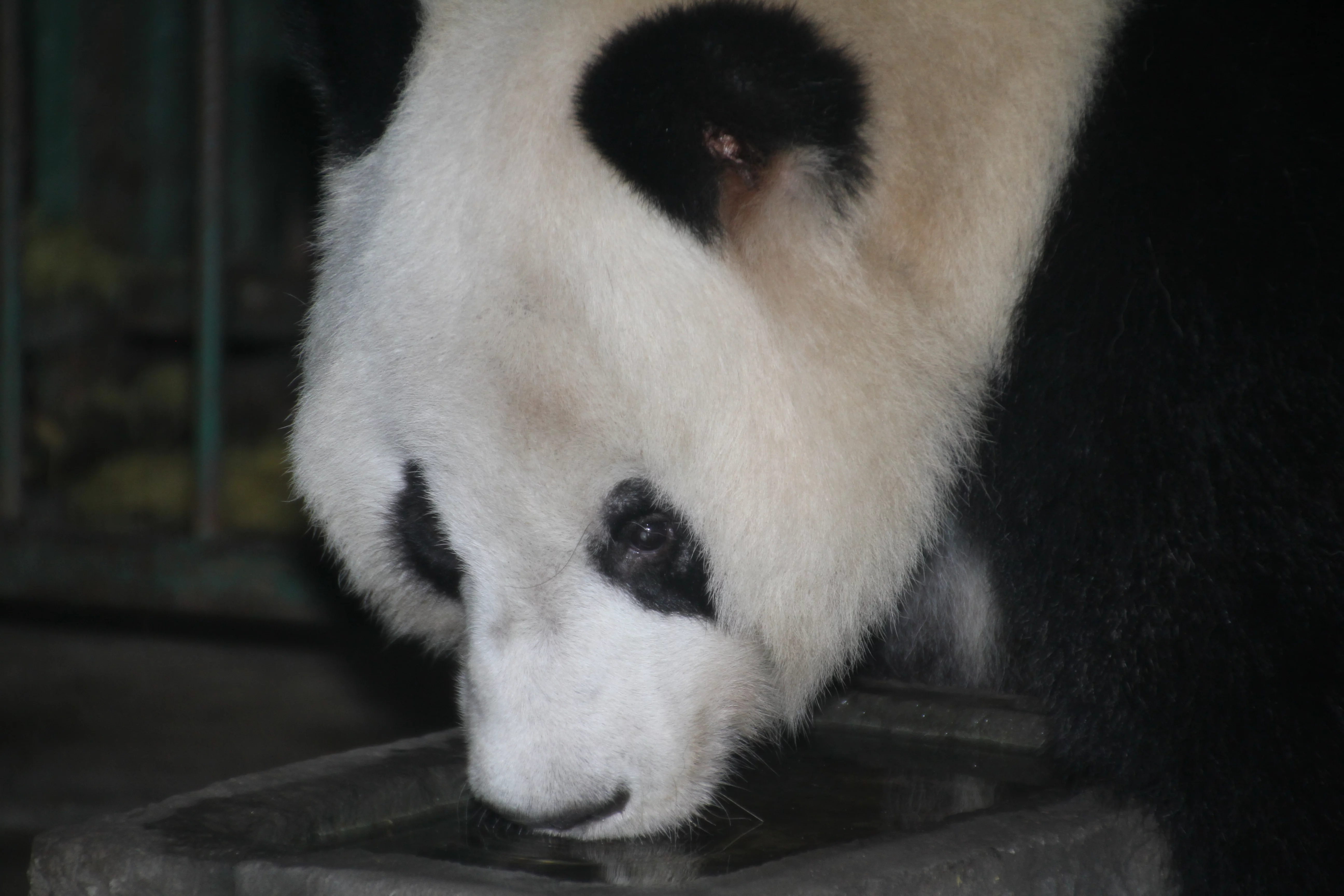 Chengdu Zoo