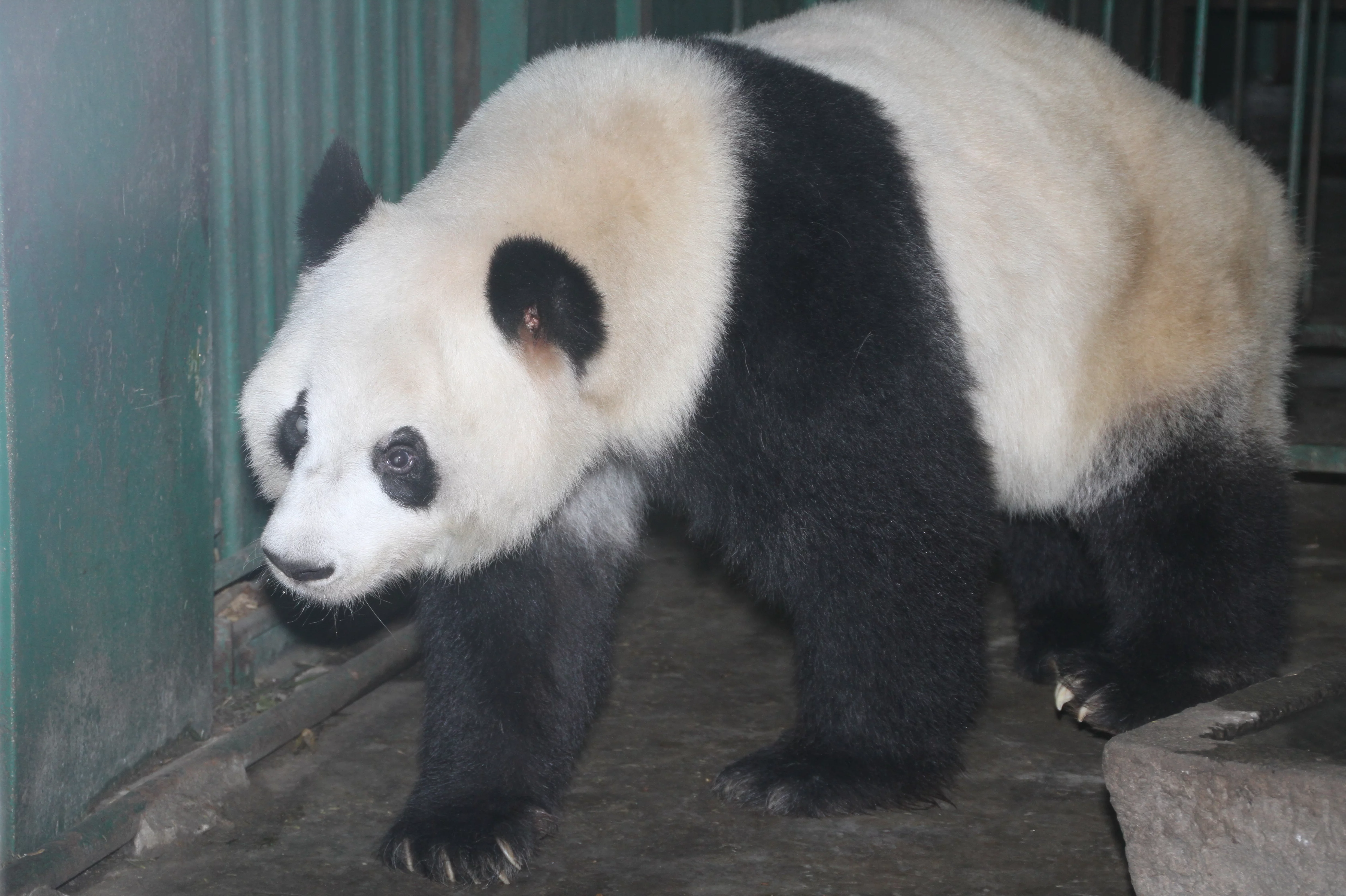 Chengdu Zoo