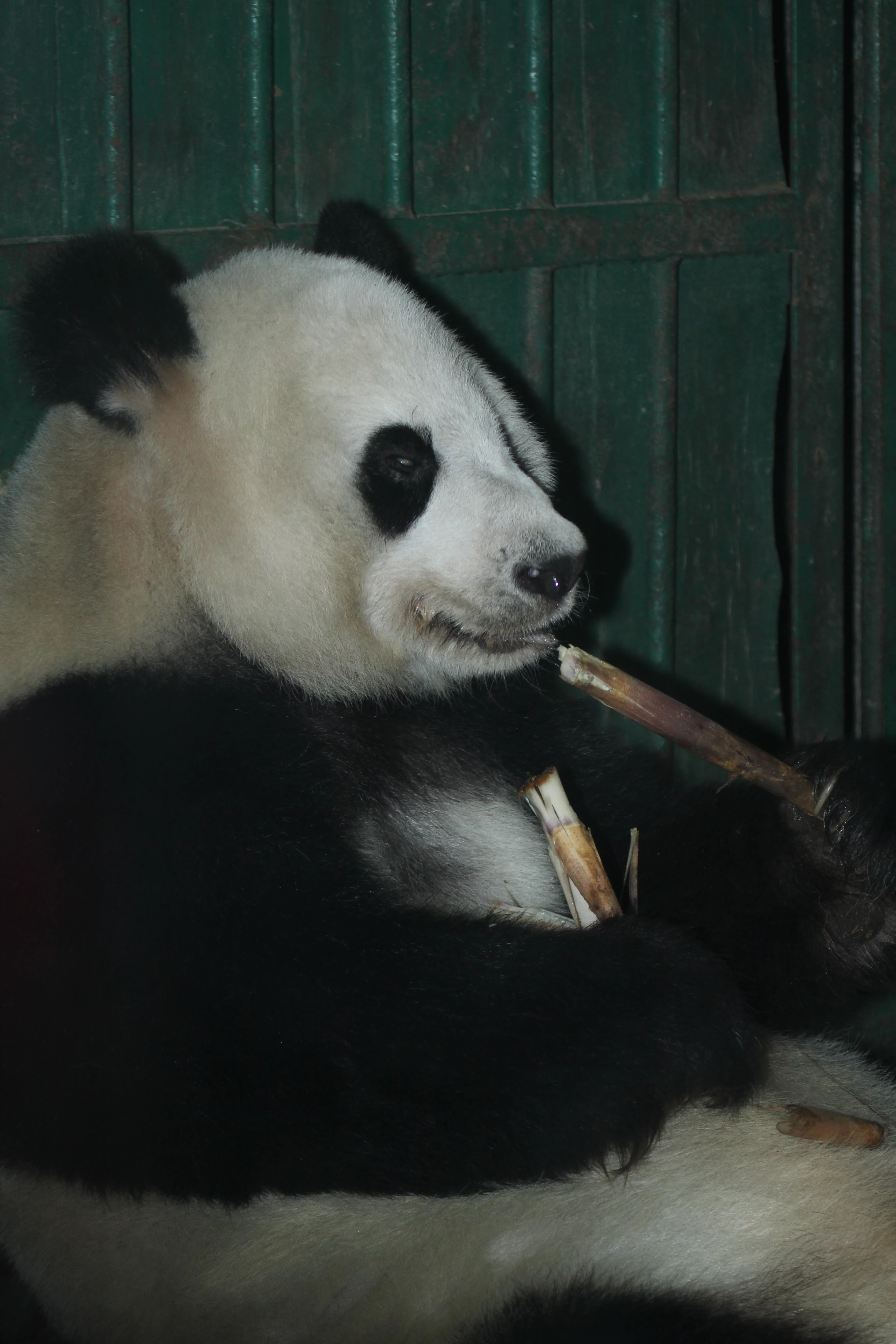 Chengdu Zoo