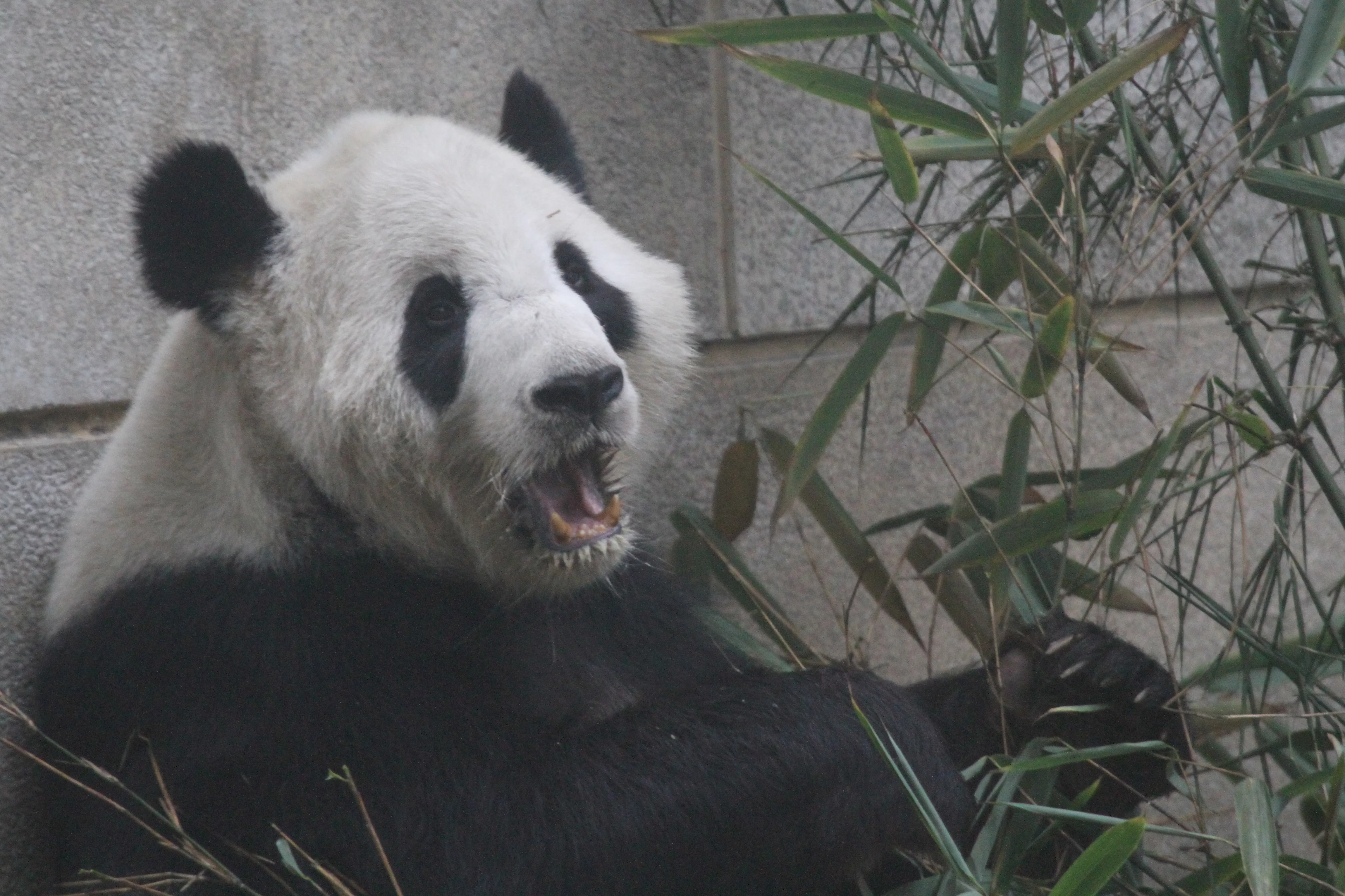 Chengdu Zoo