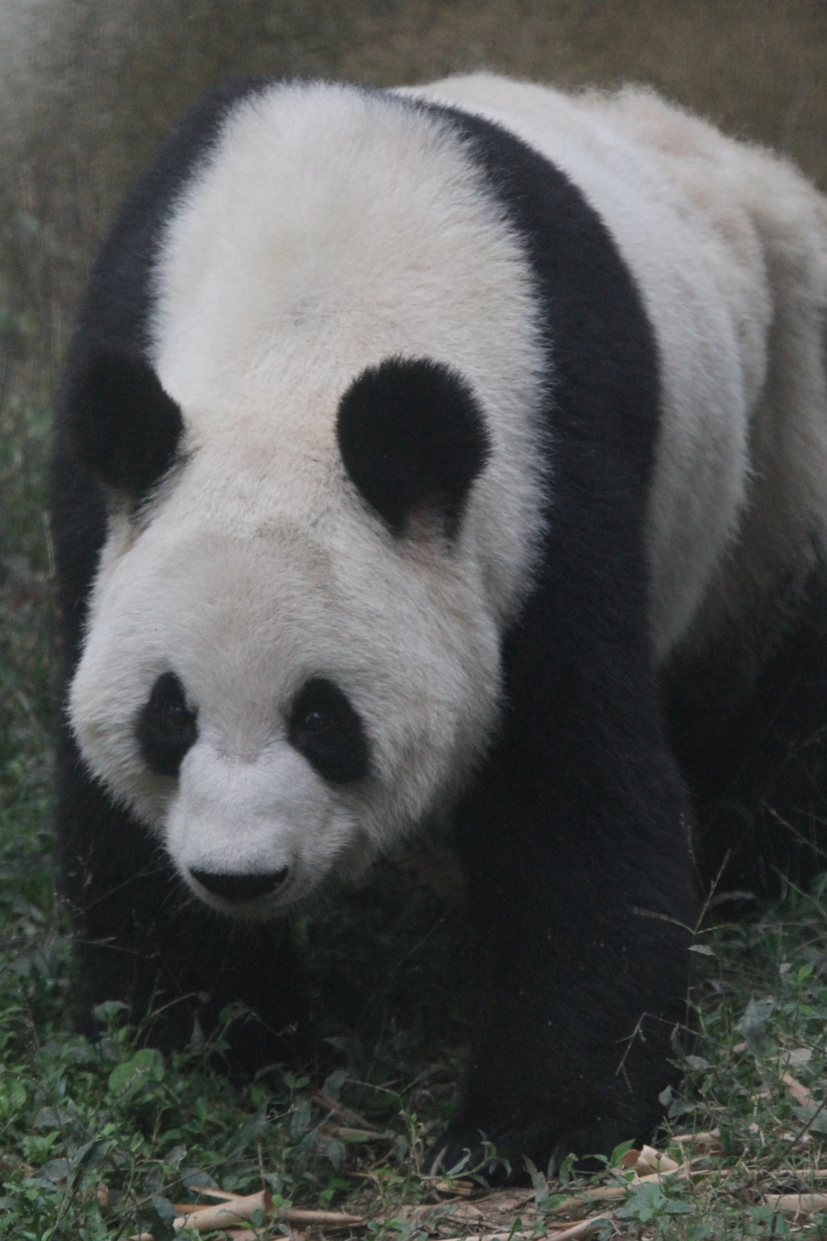 Chengdu Zoo
