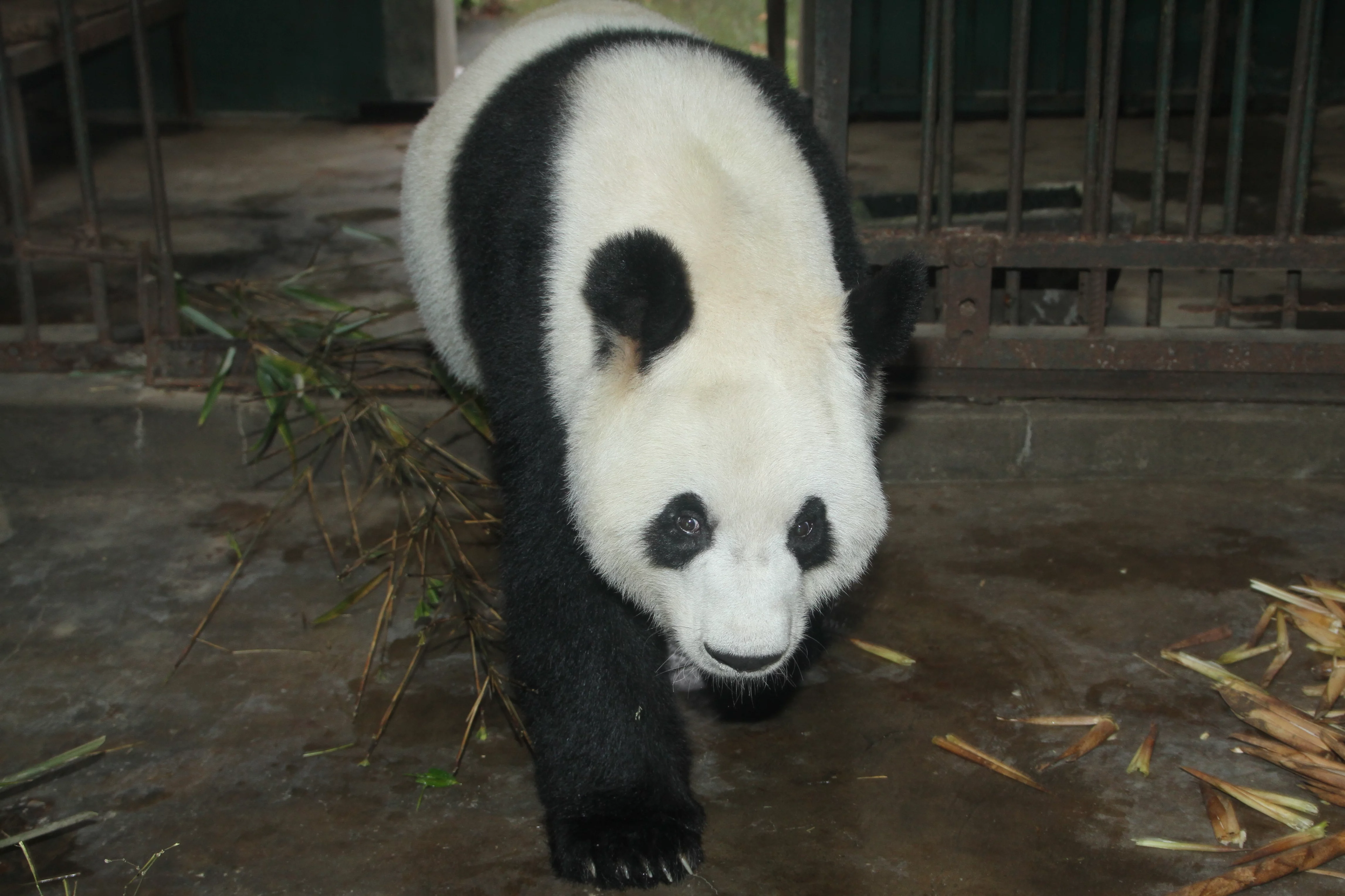 Chengdu Zoo