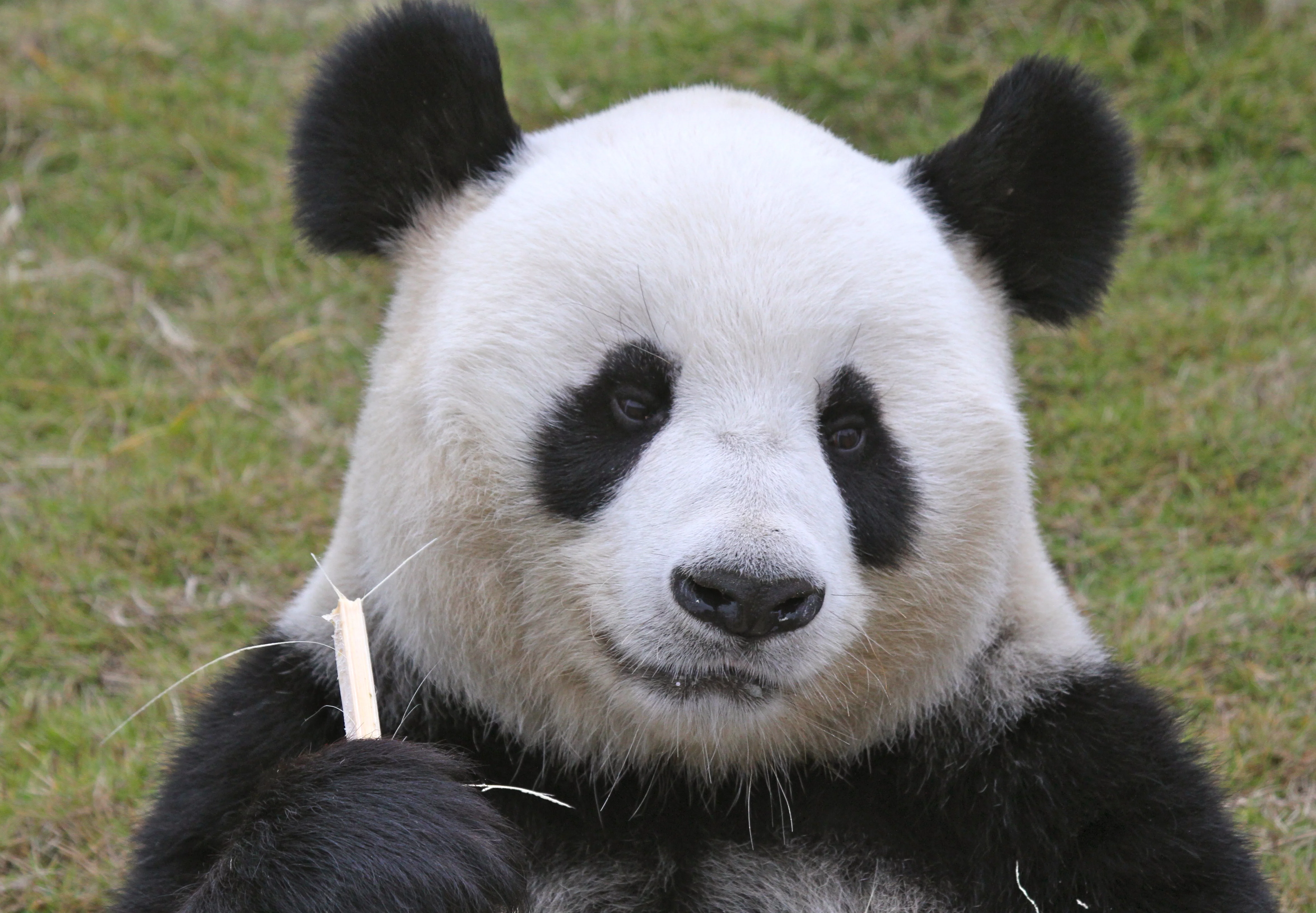 Langzhong Panda Paradise