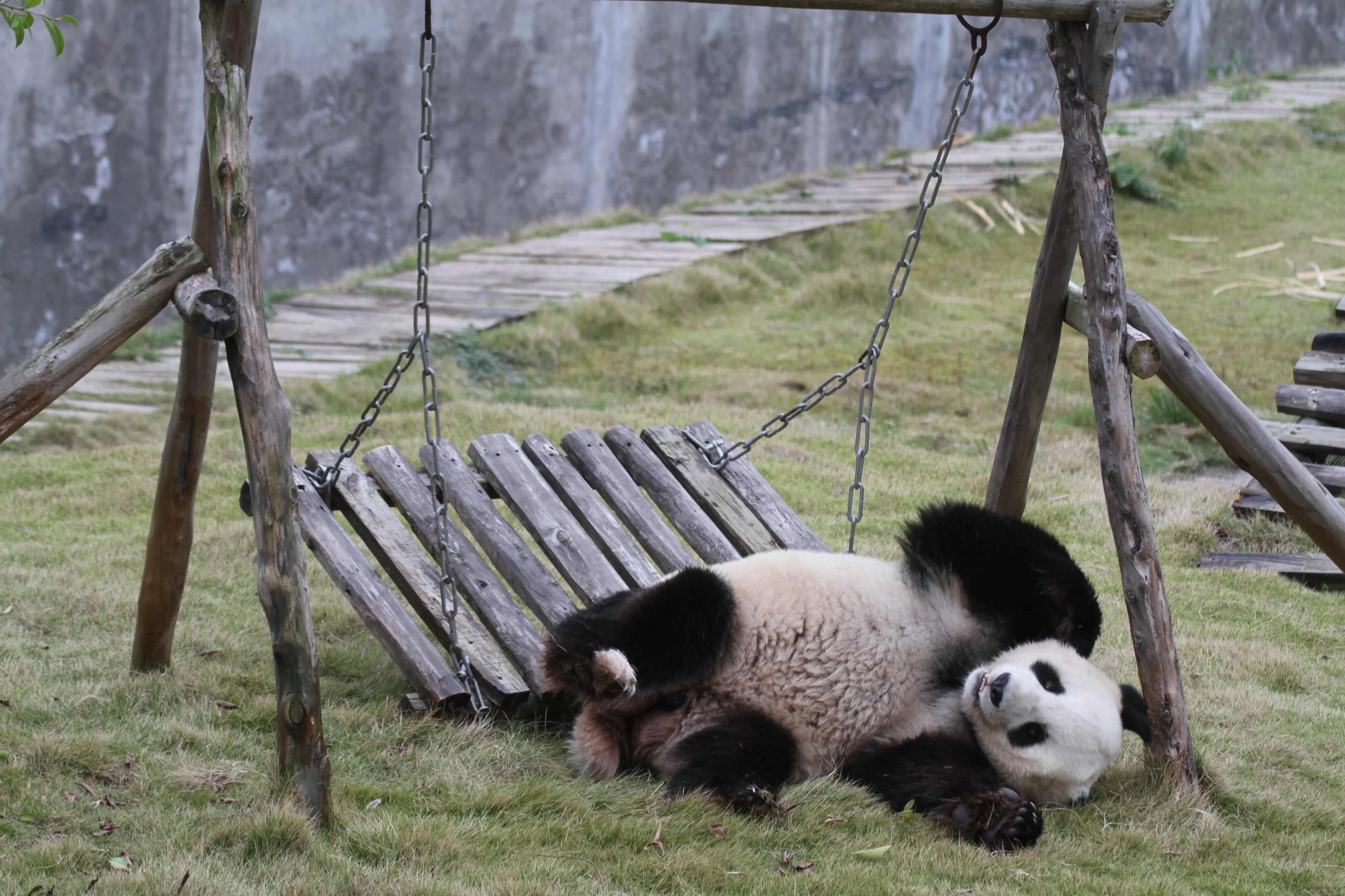 Langzhong Panda Paradise
