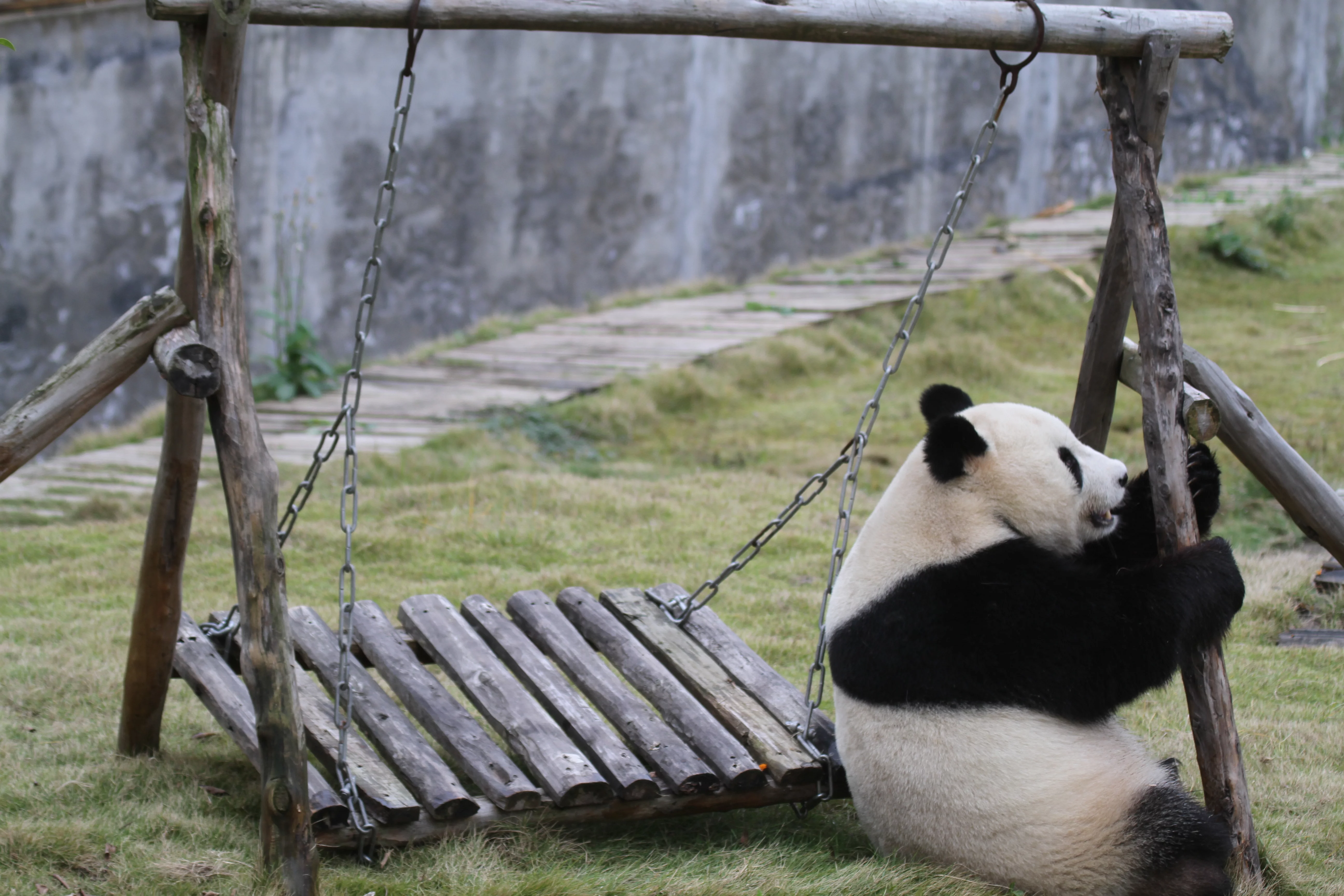 Langzhong Panda Paradise