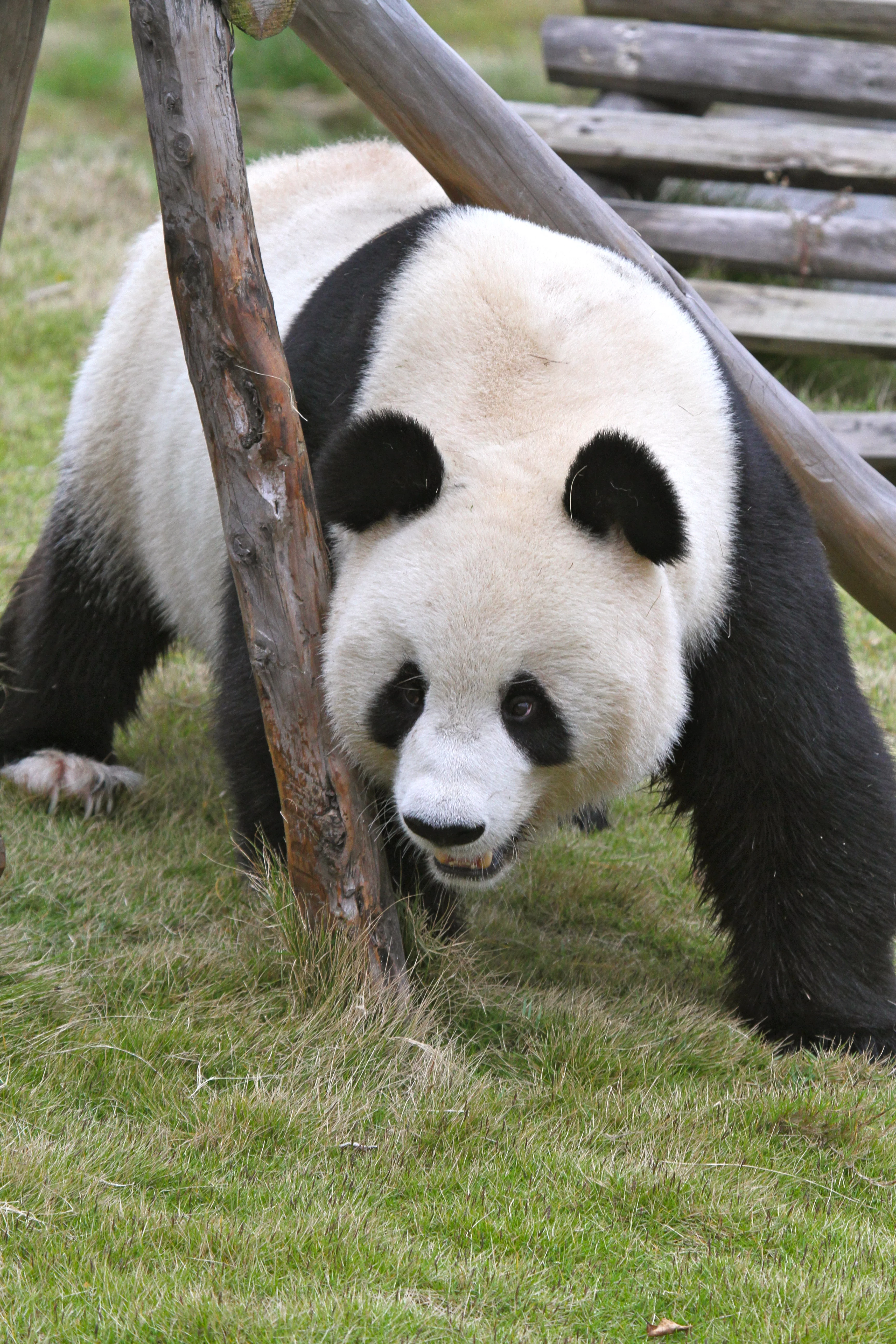 Langzhong Panda Paradise