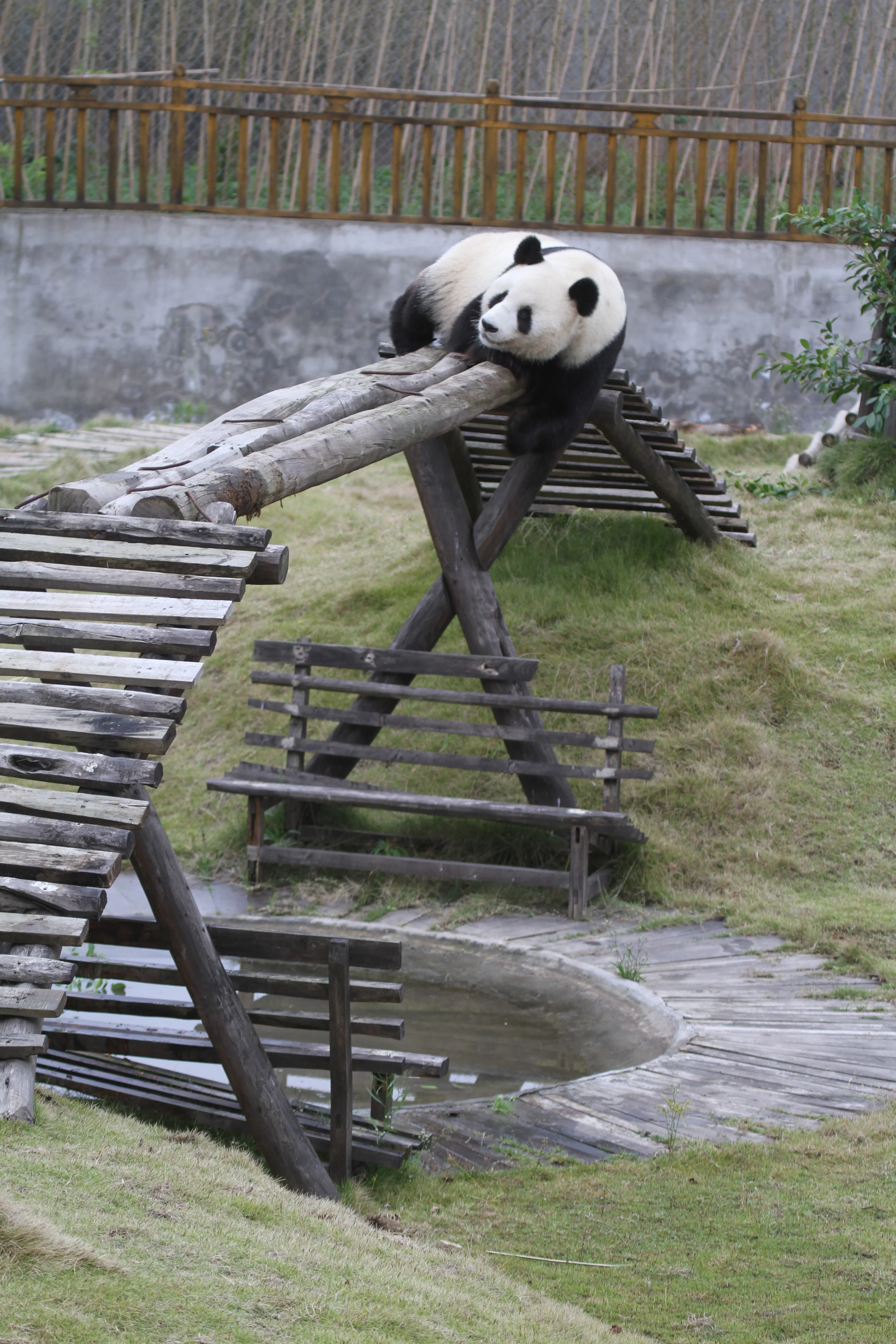 Langzhong Panda Paradise