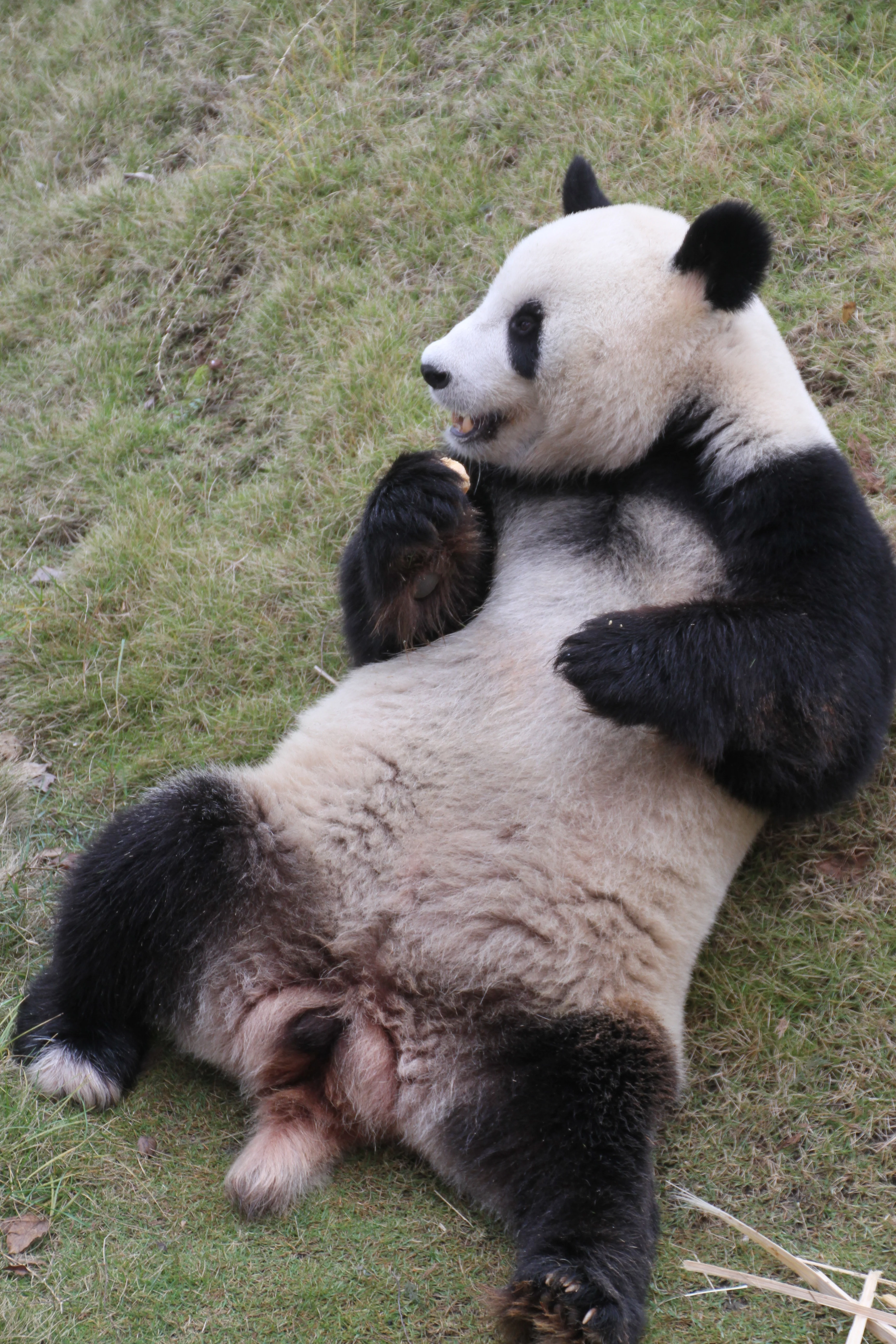 Langzhong Panda Paradise