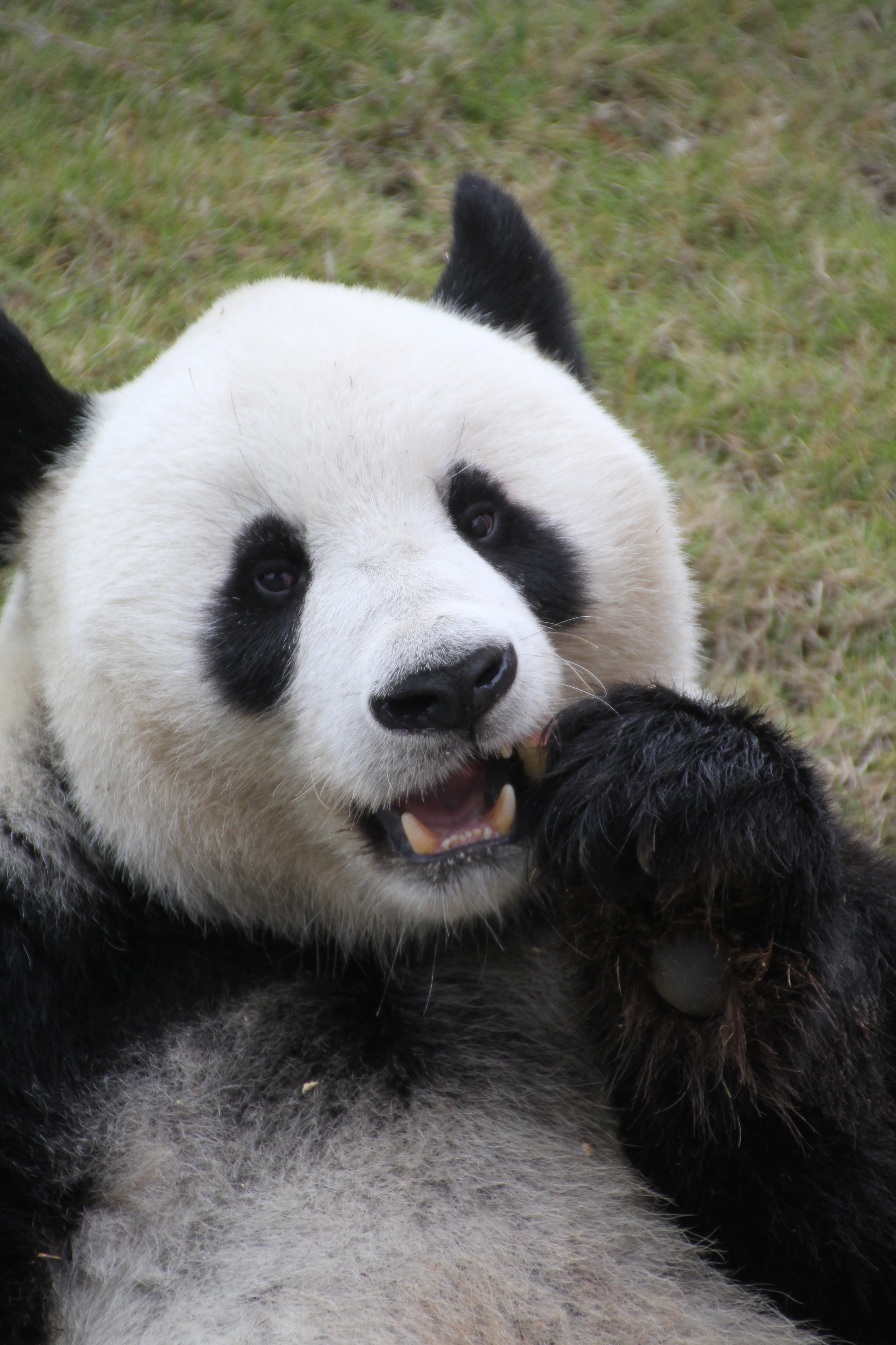 Langzhong Panda Paradise