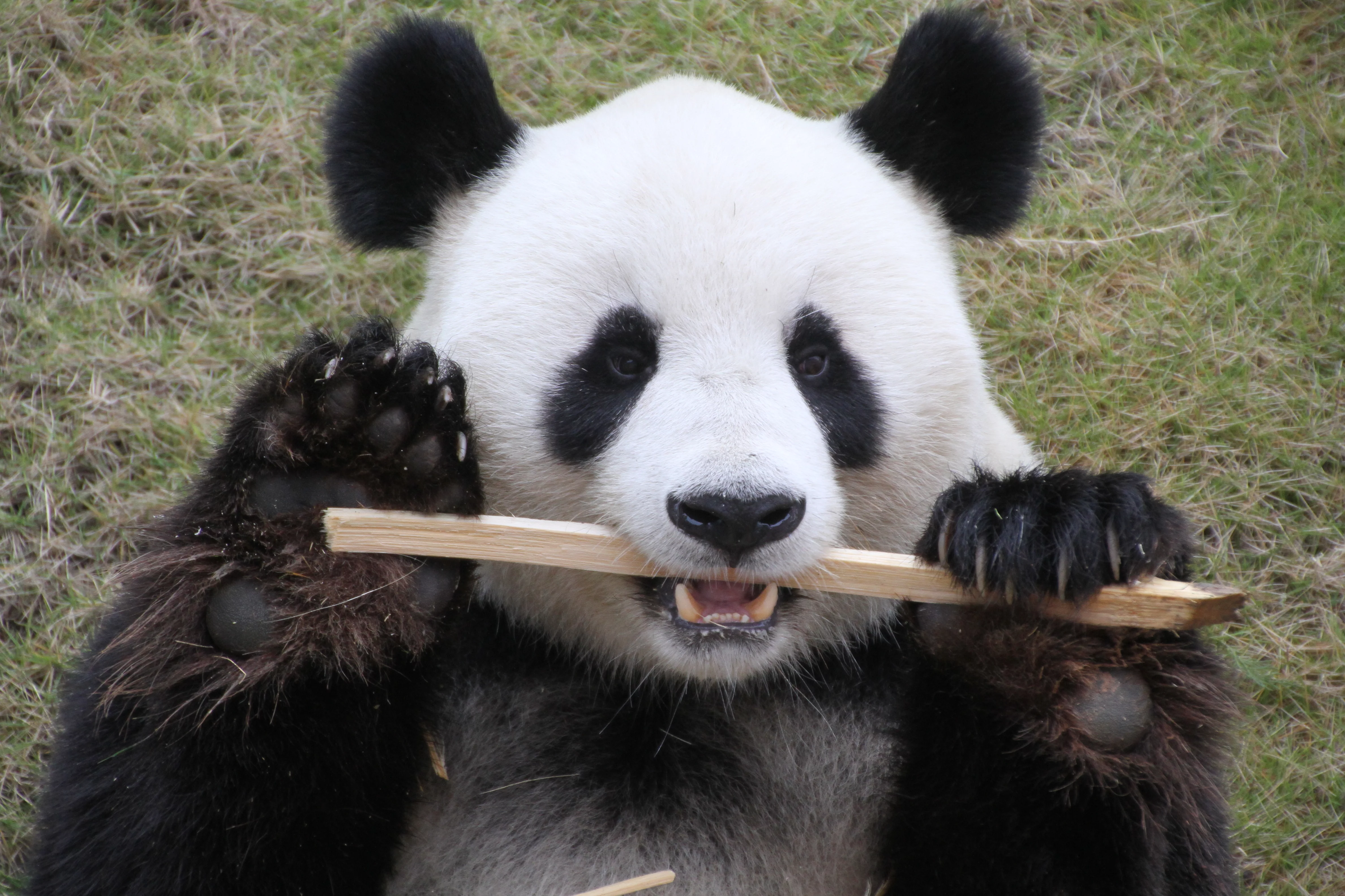 Langzhong Panda Paradise