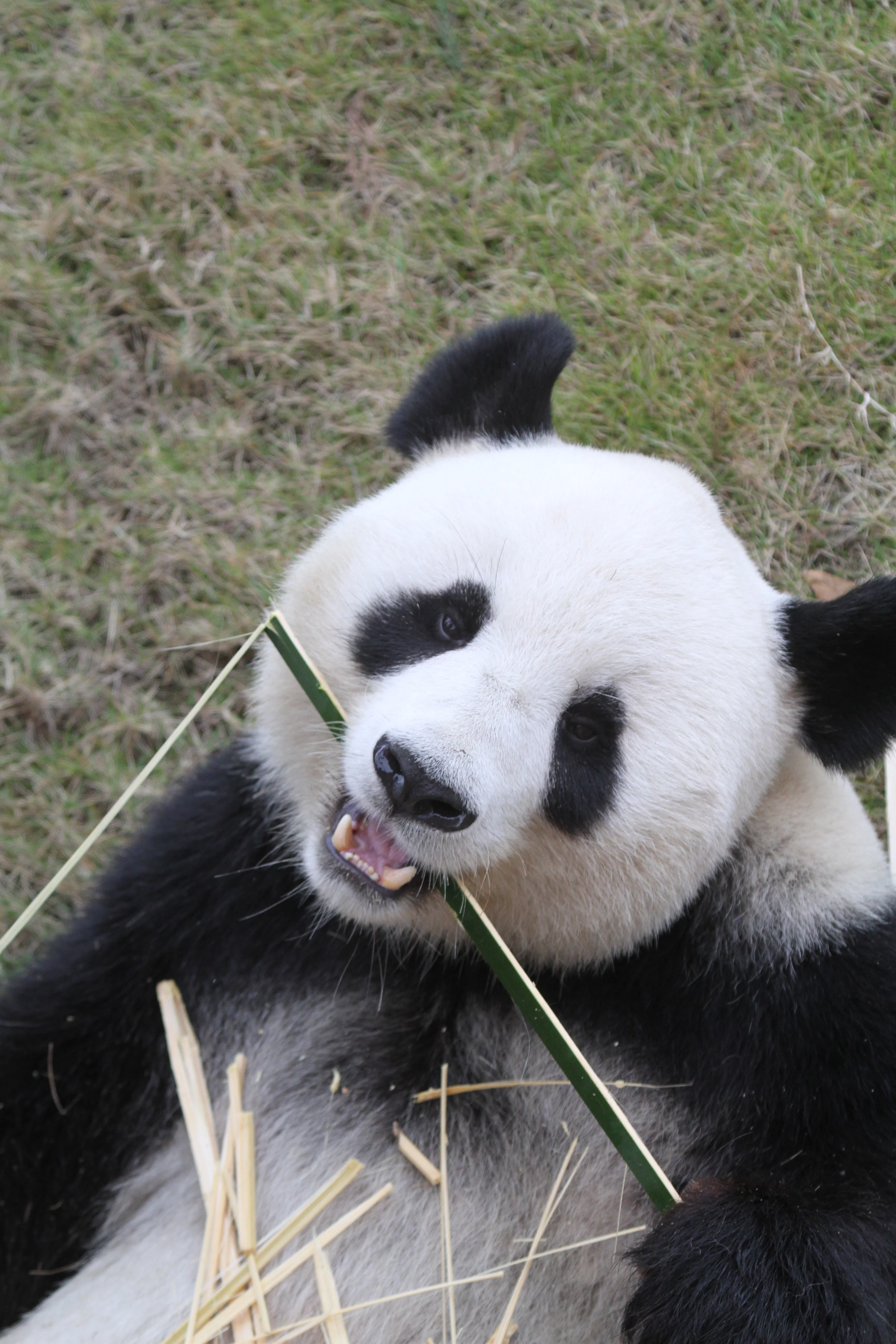 Langzhong Panda Paradise