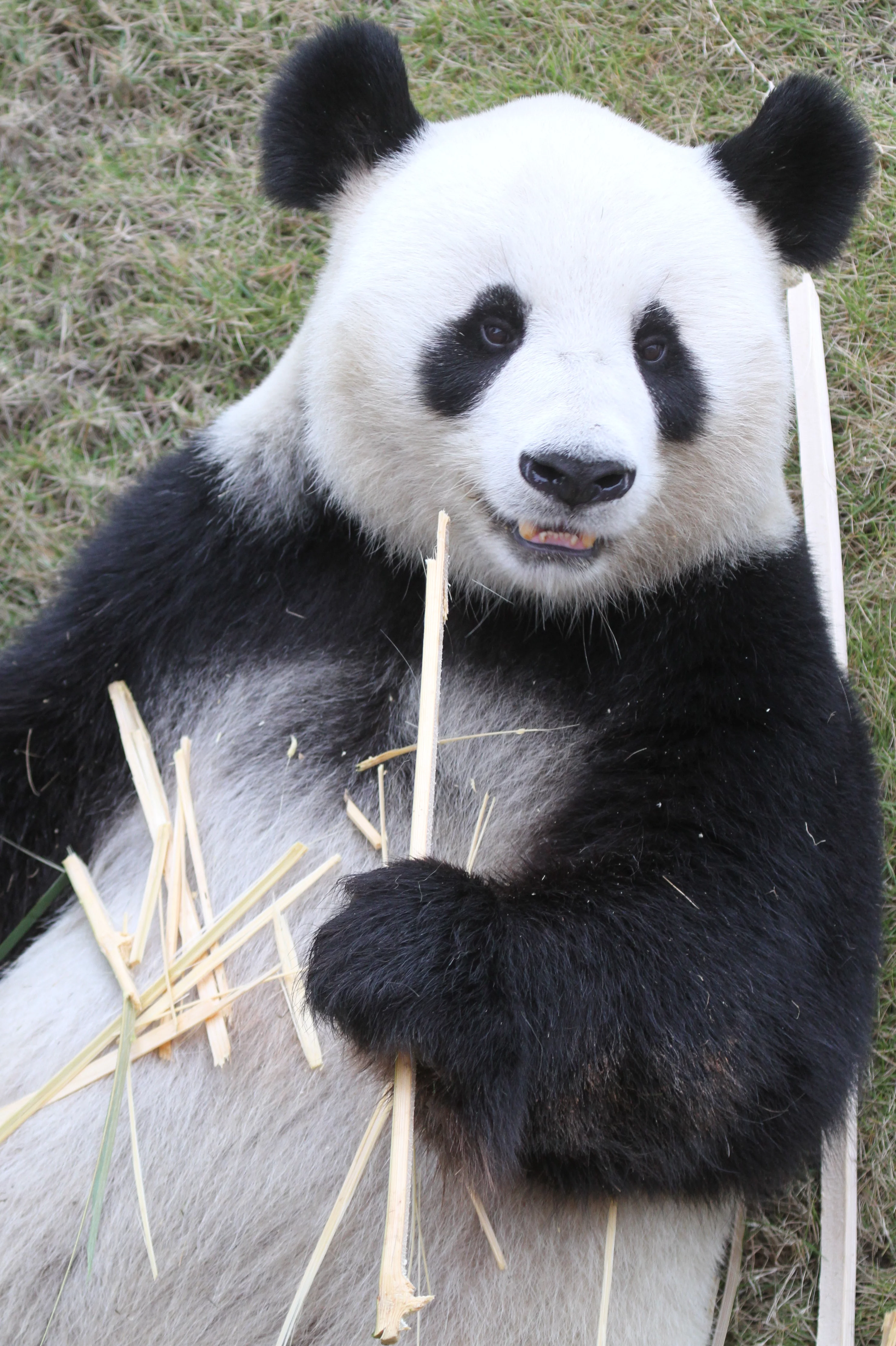 Langzhong Panda Paradise