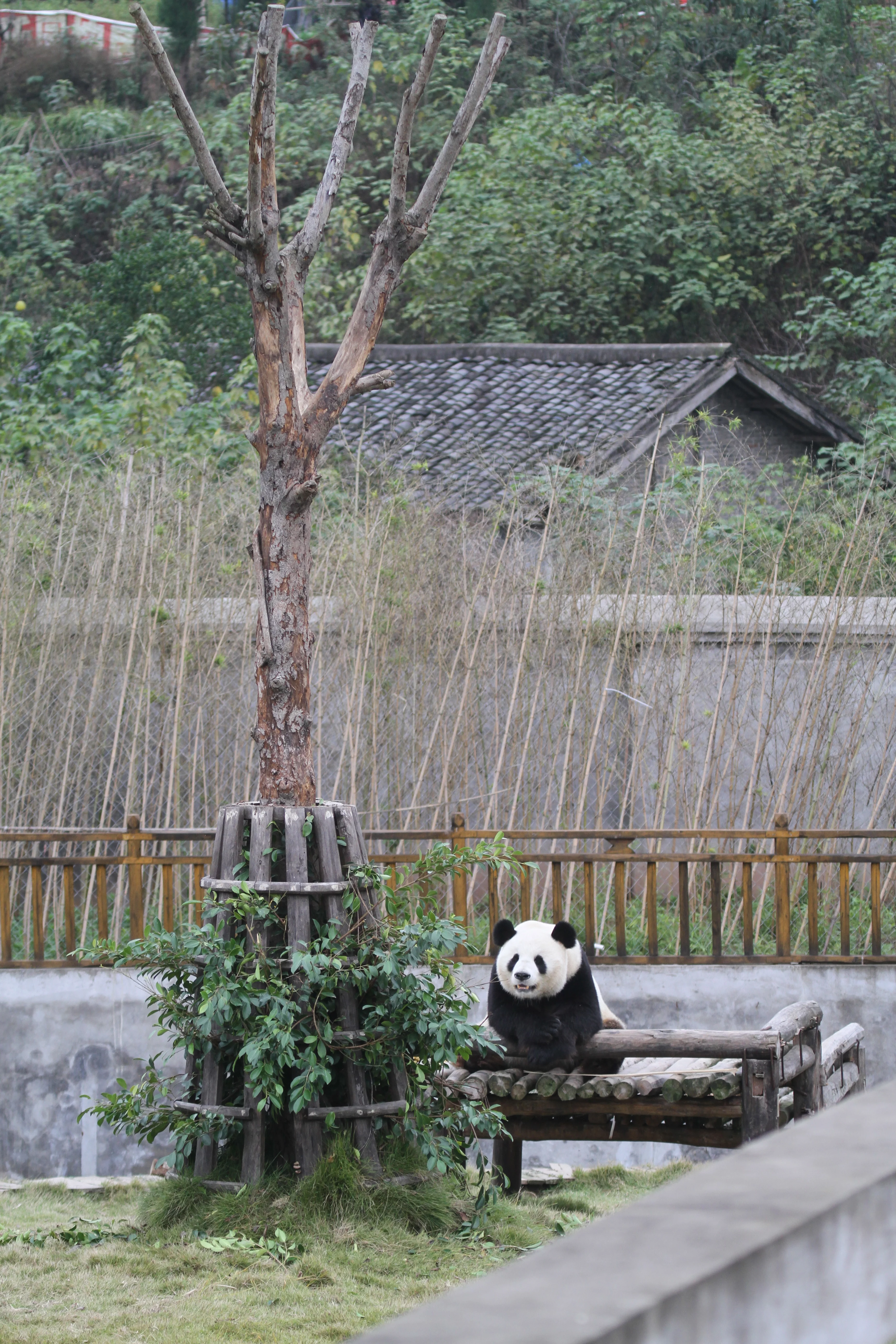 Langzhong Panda Paradise