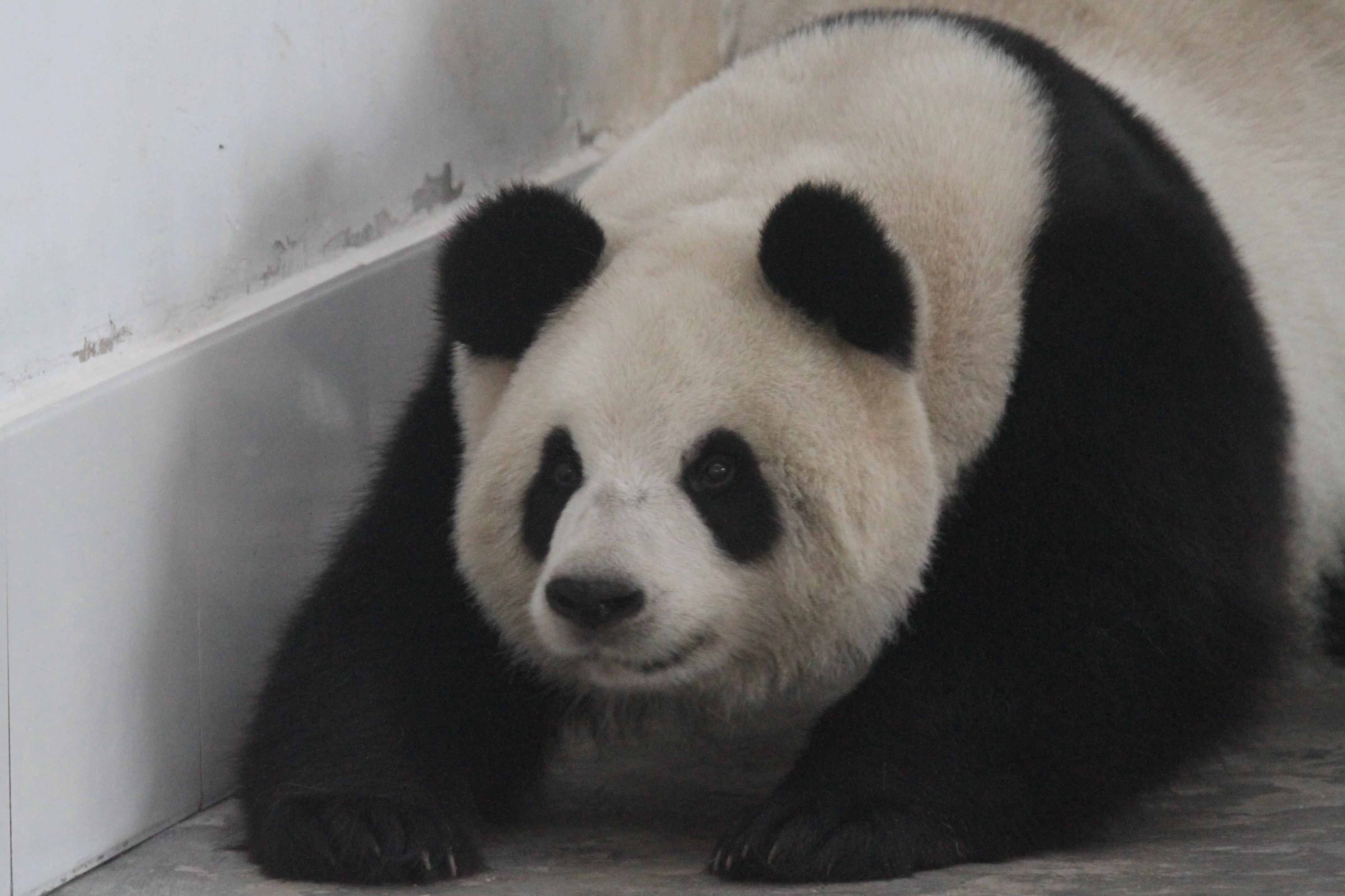 Langzhong Panda Paradise