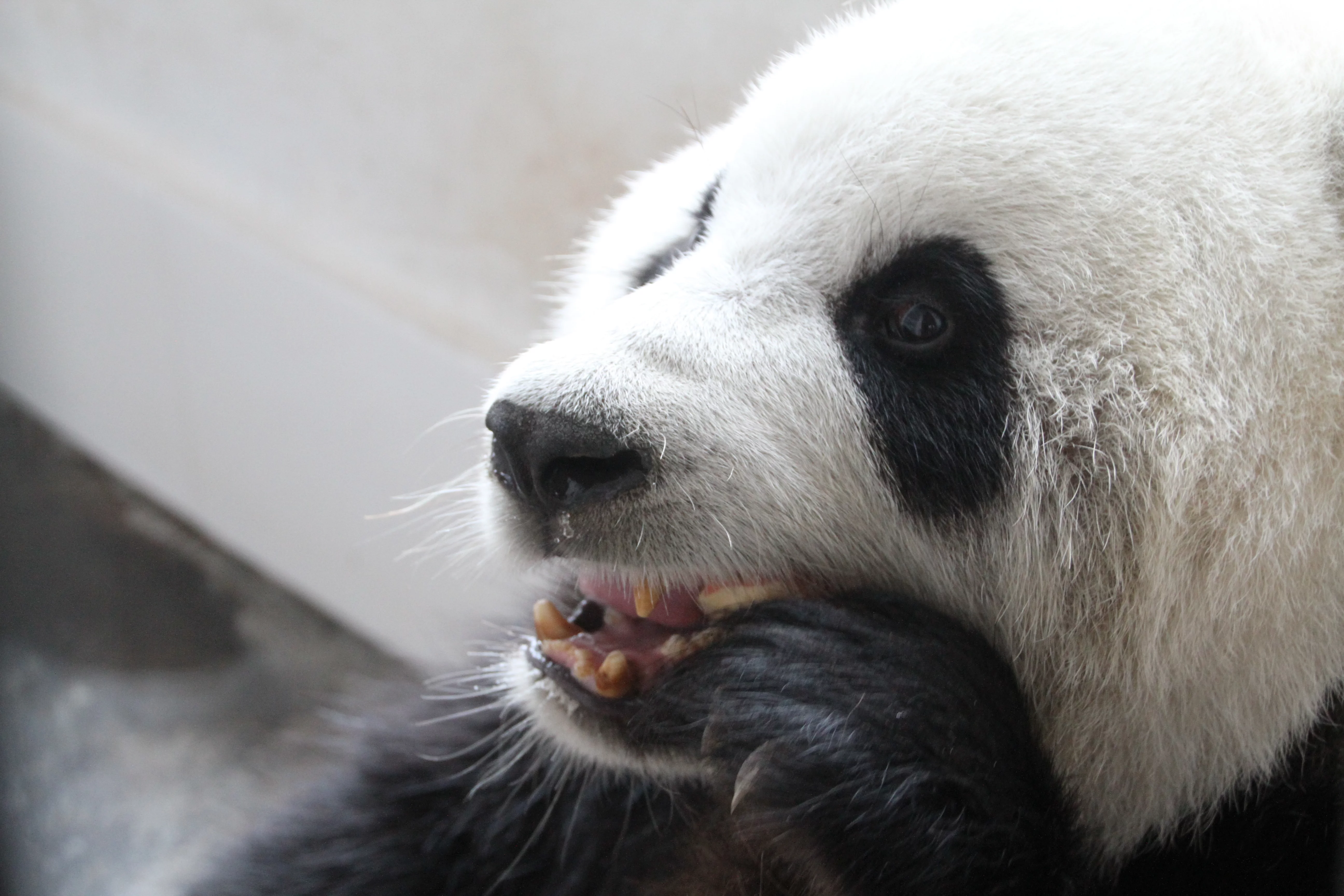 Langzhong Panda Paradise