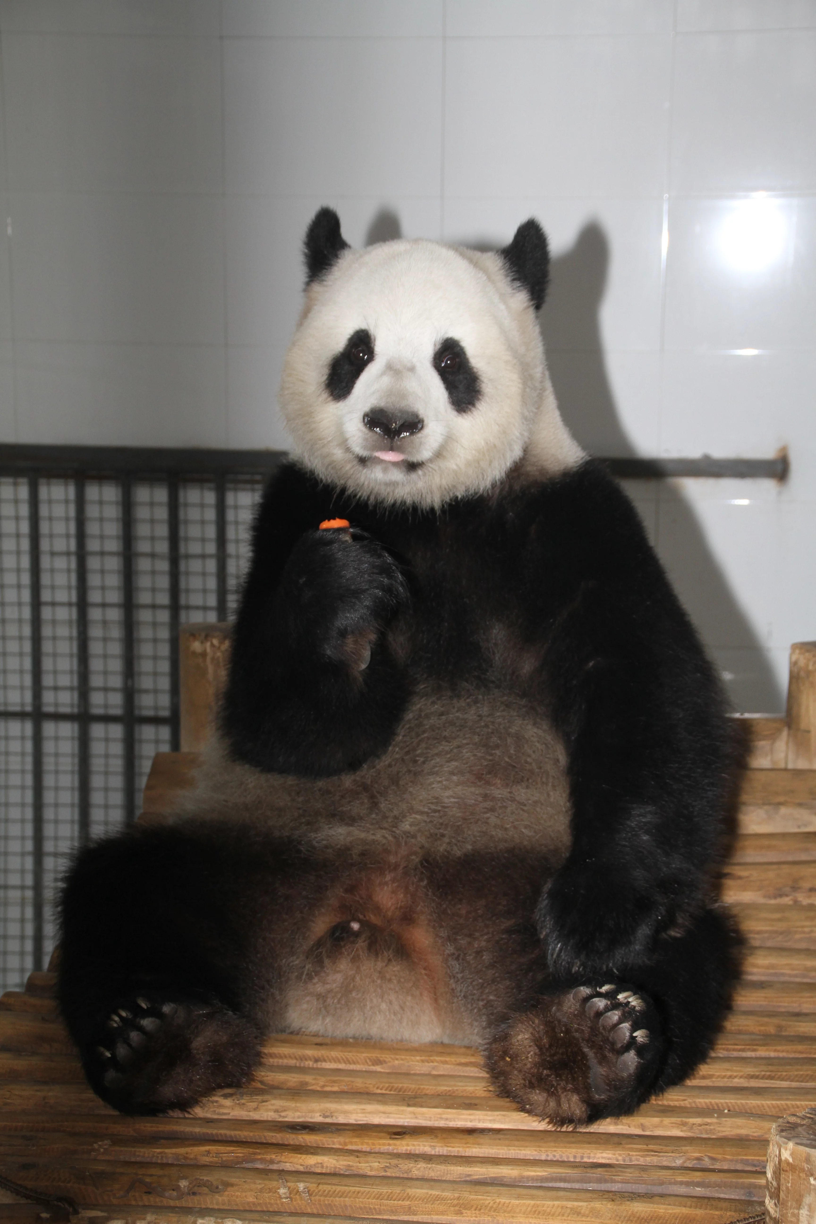 Langzhong Panda Paradise