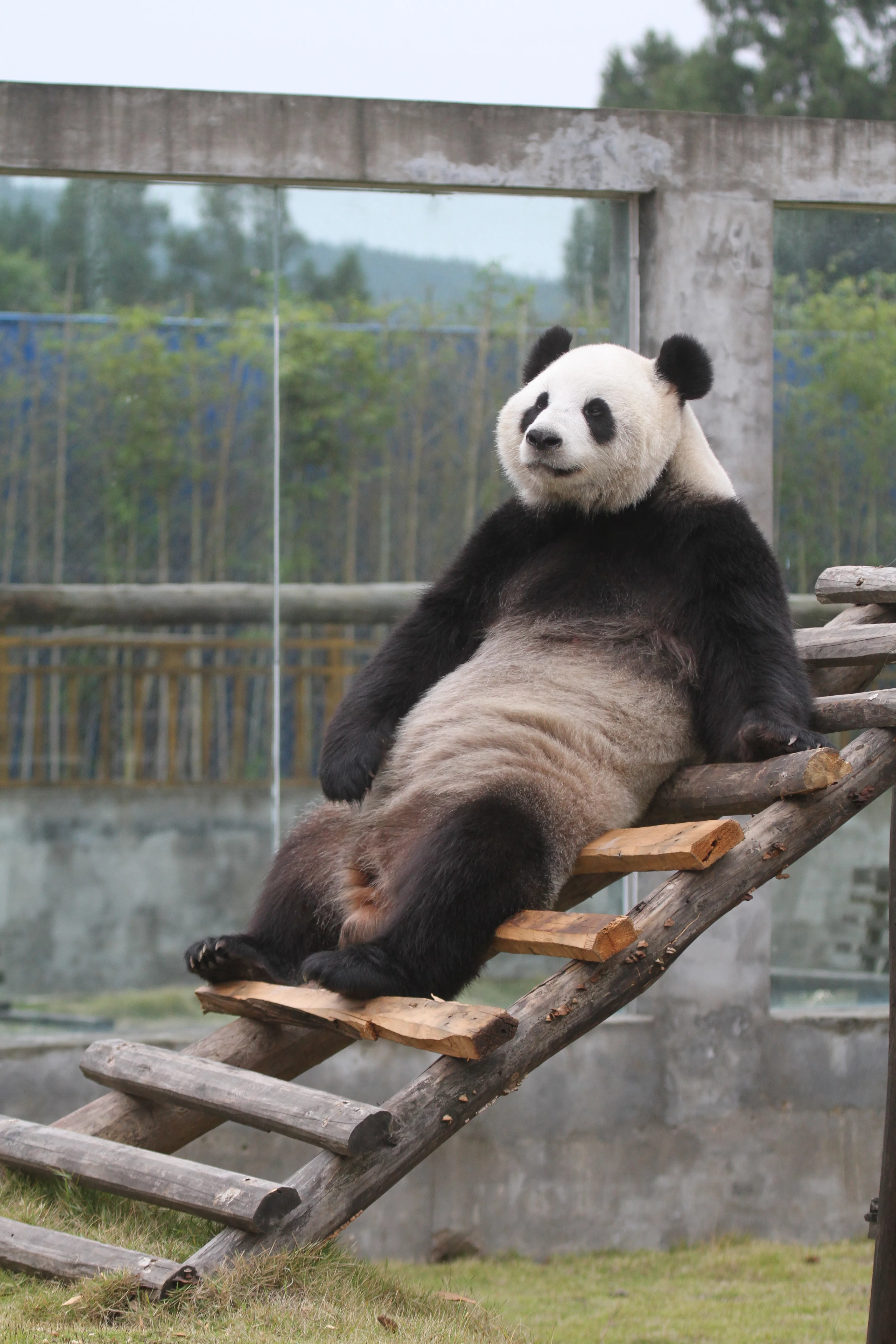 Langzhong Panda Paradise