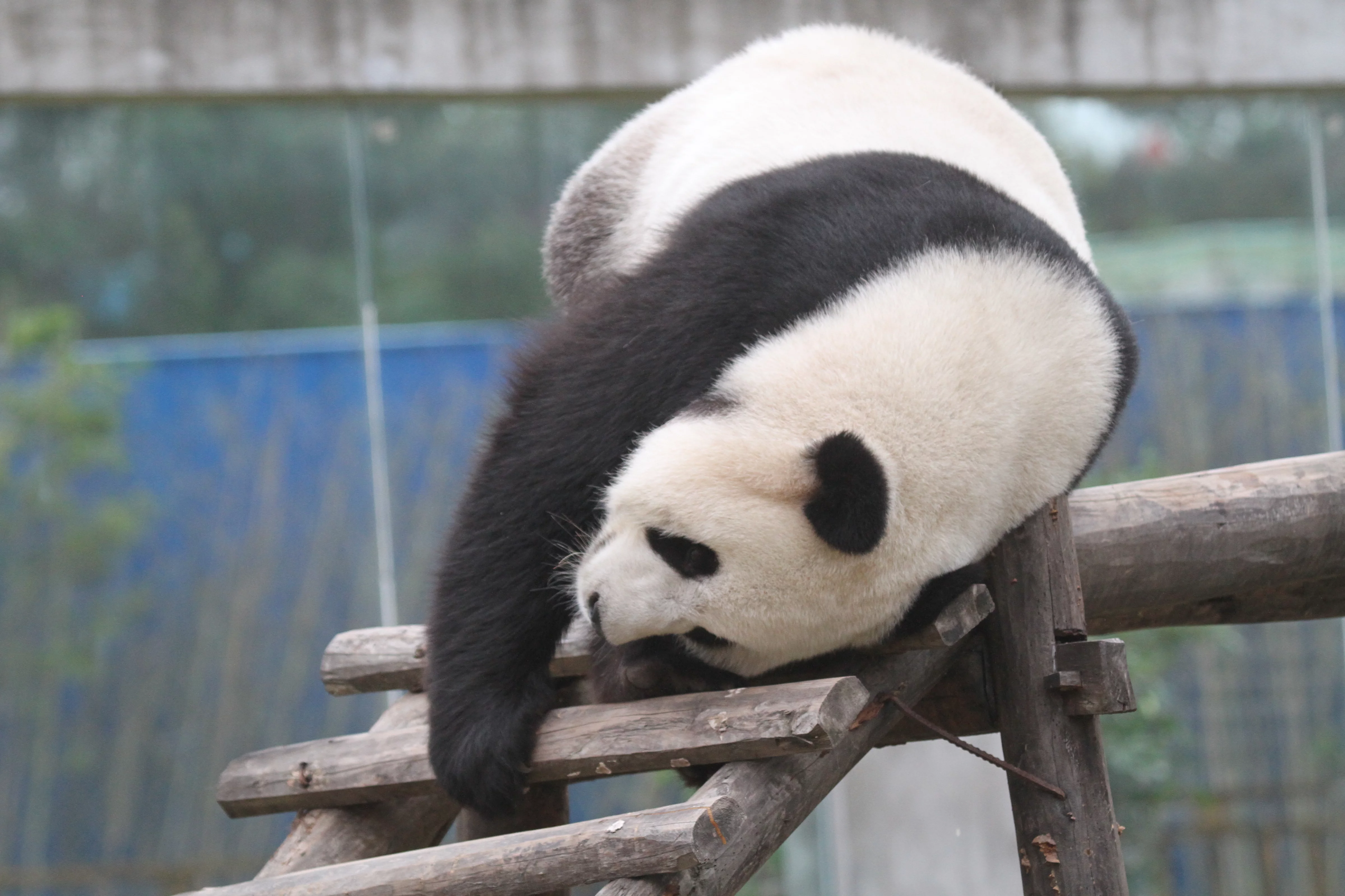 Langzhong Panda Paradise