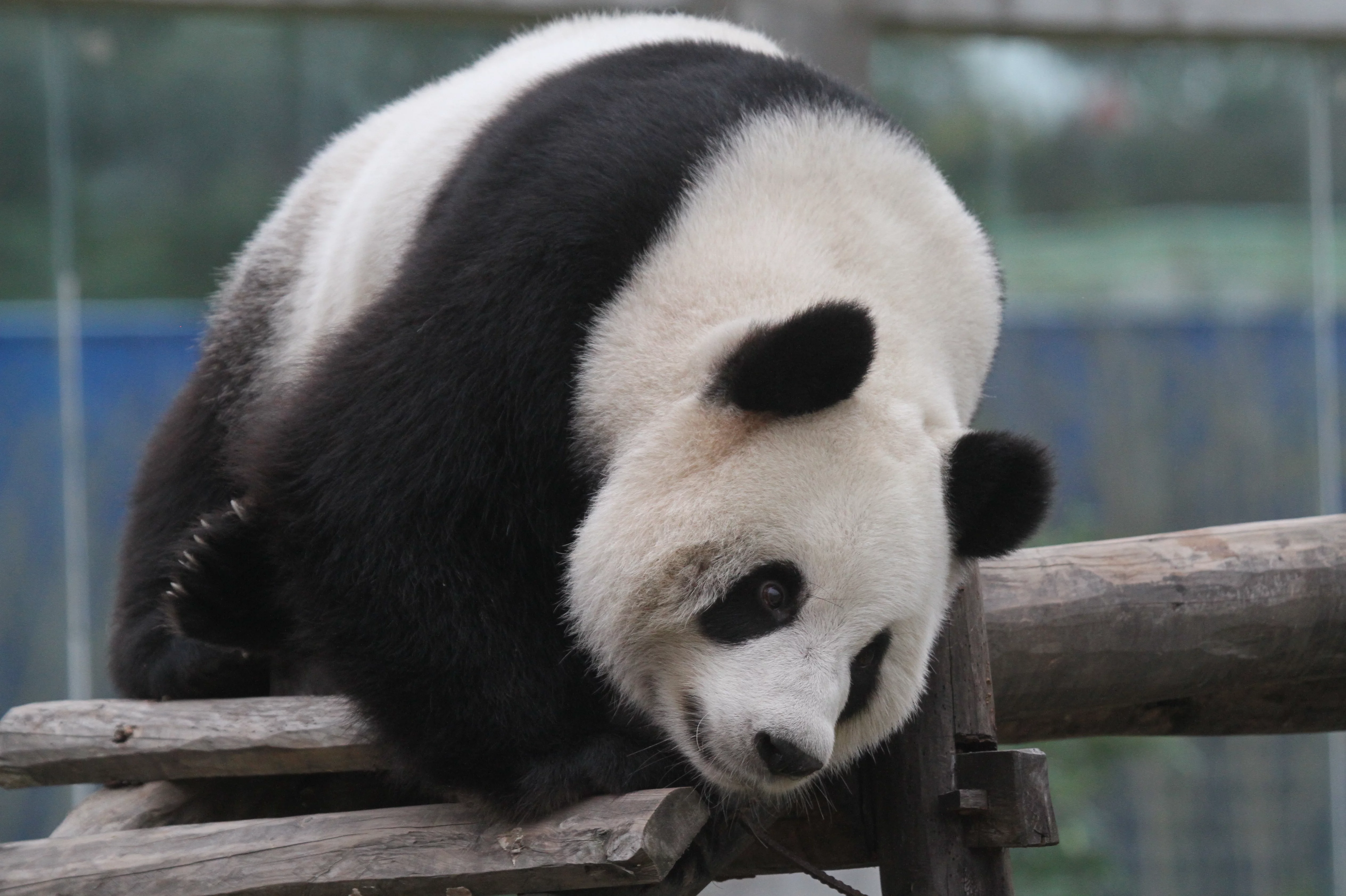 Langzhong Panda Paradise