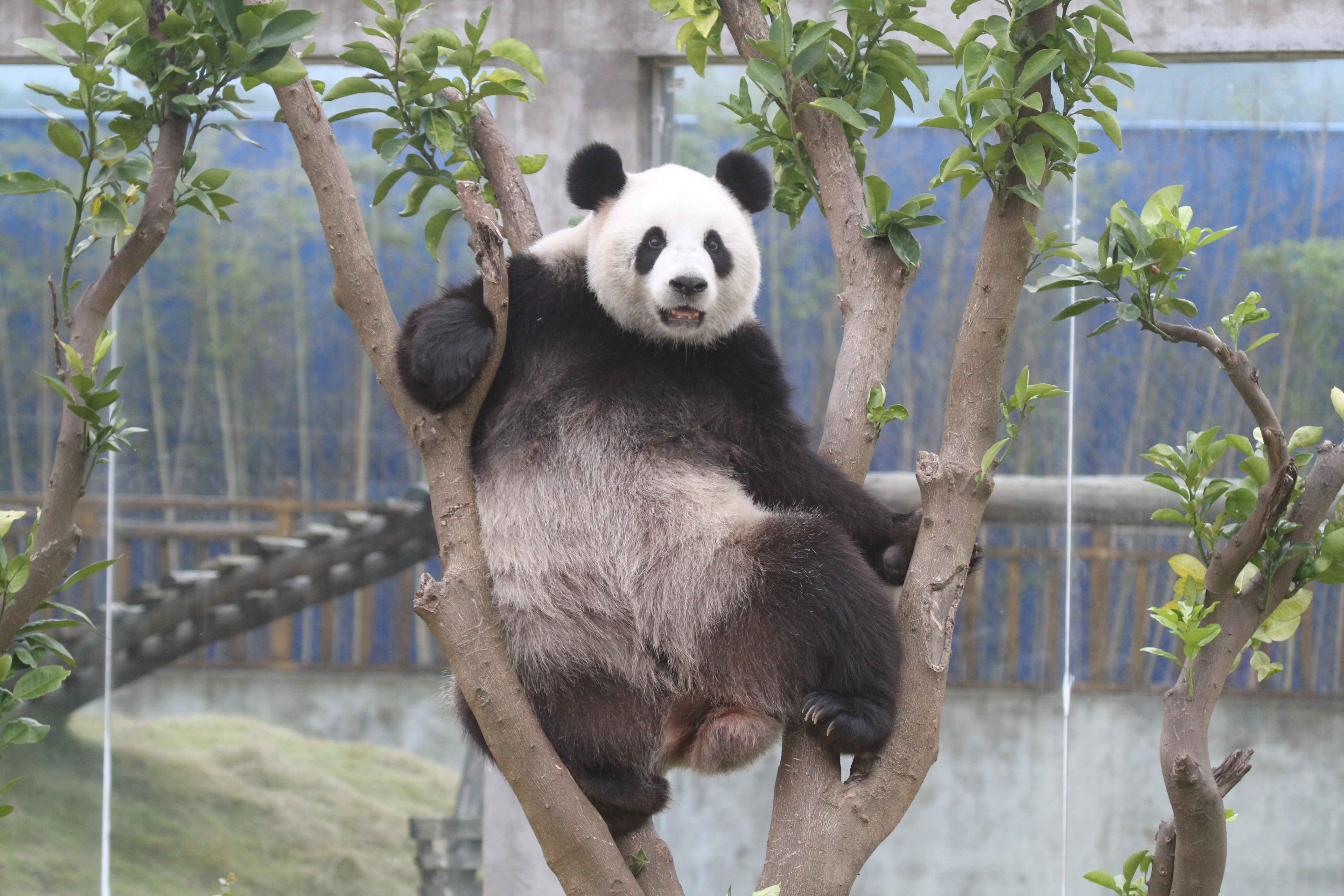 Langzhong Panda Paradise