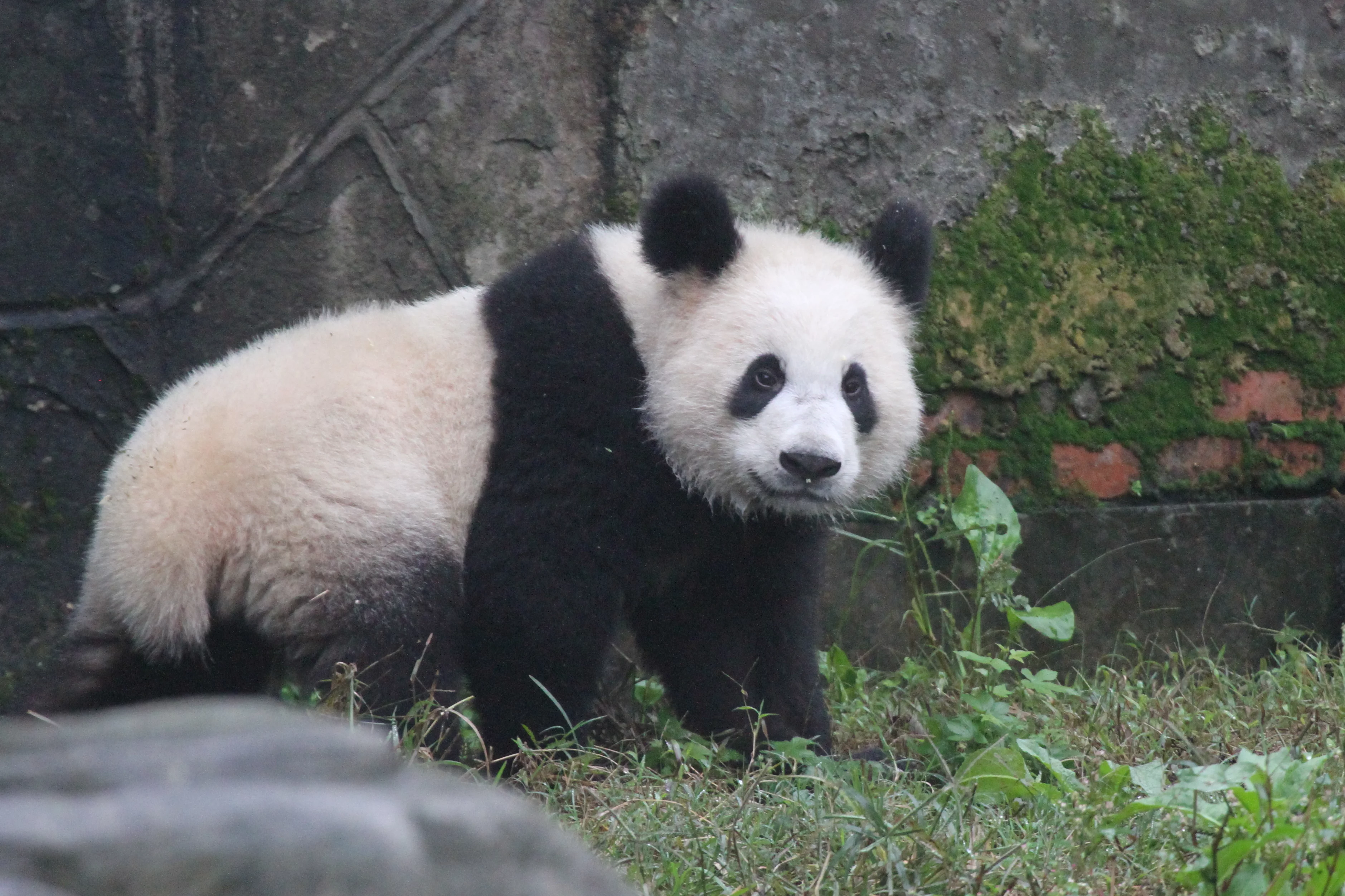 Chongqing Zoo