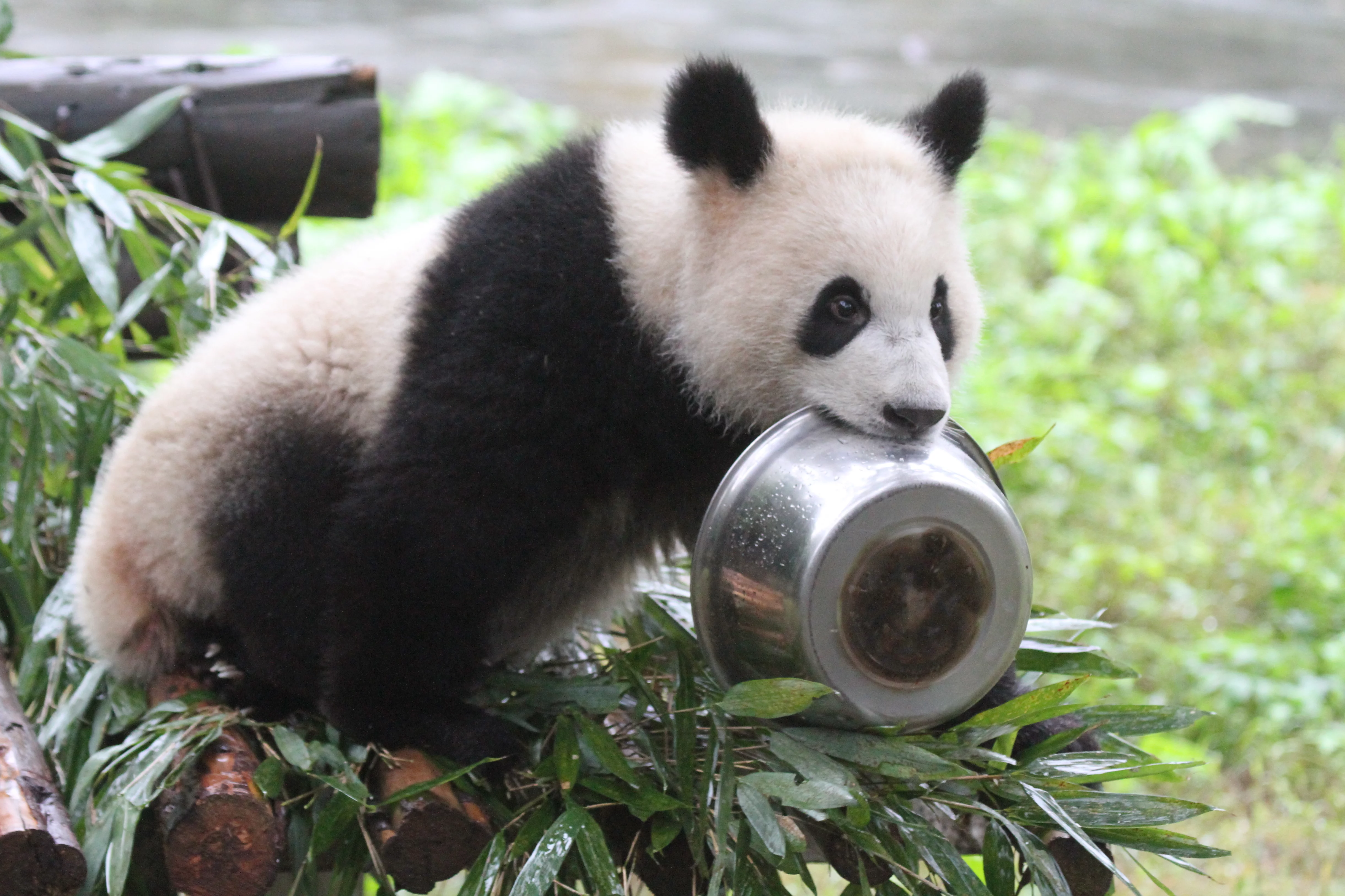 Chongqing Zoo