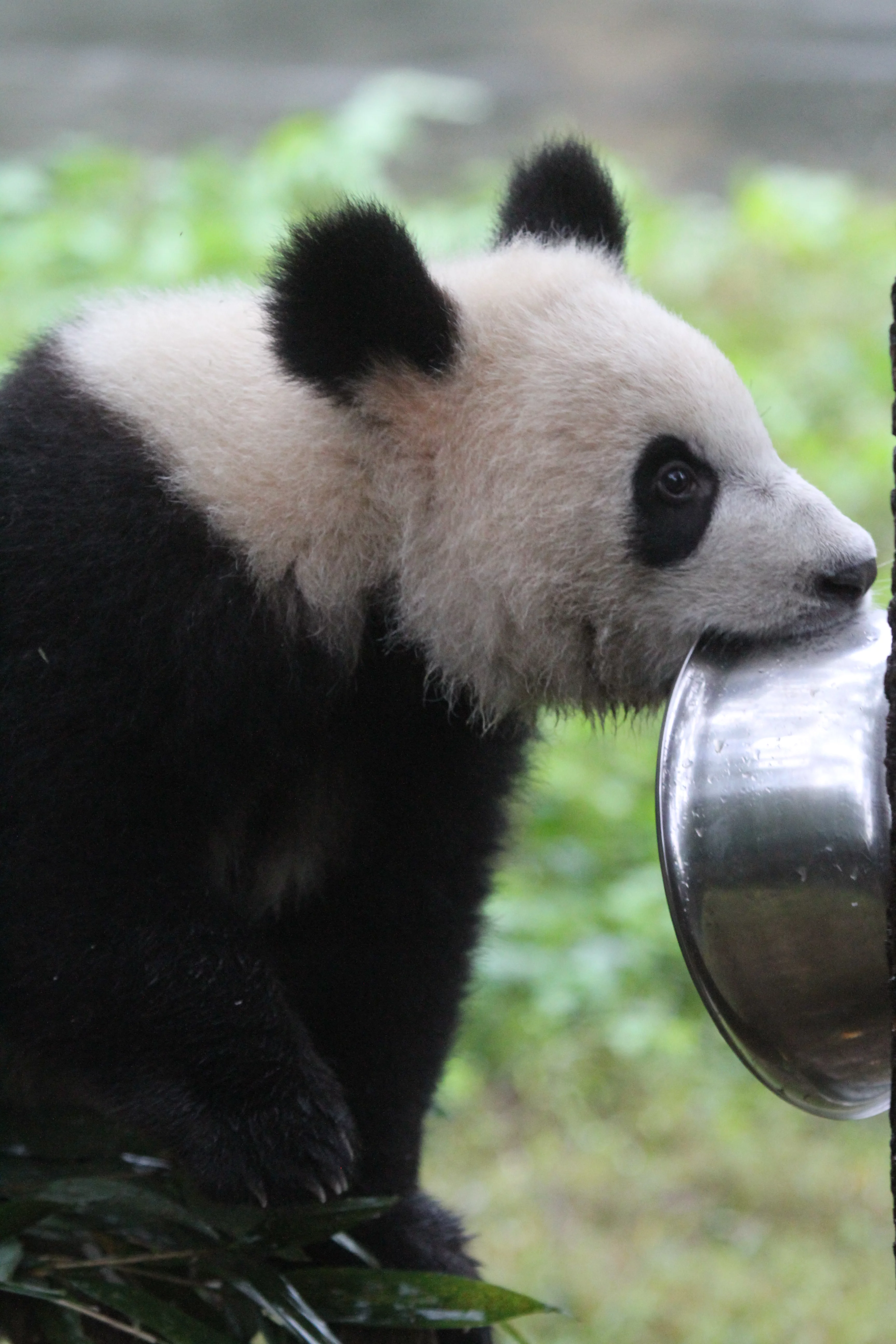 Chongqing Zoo