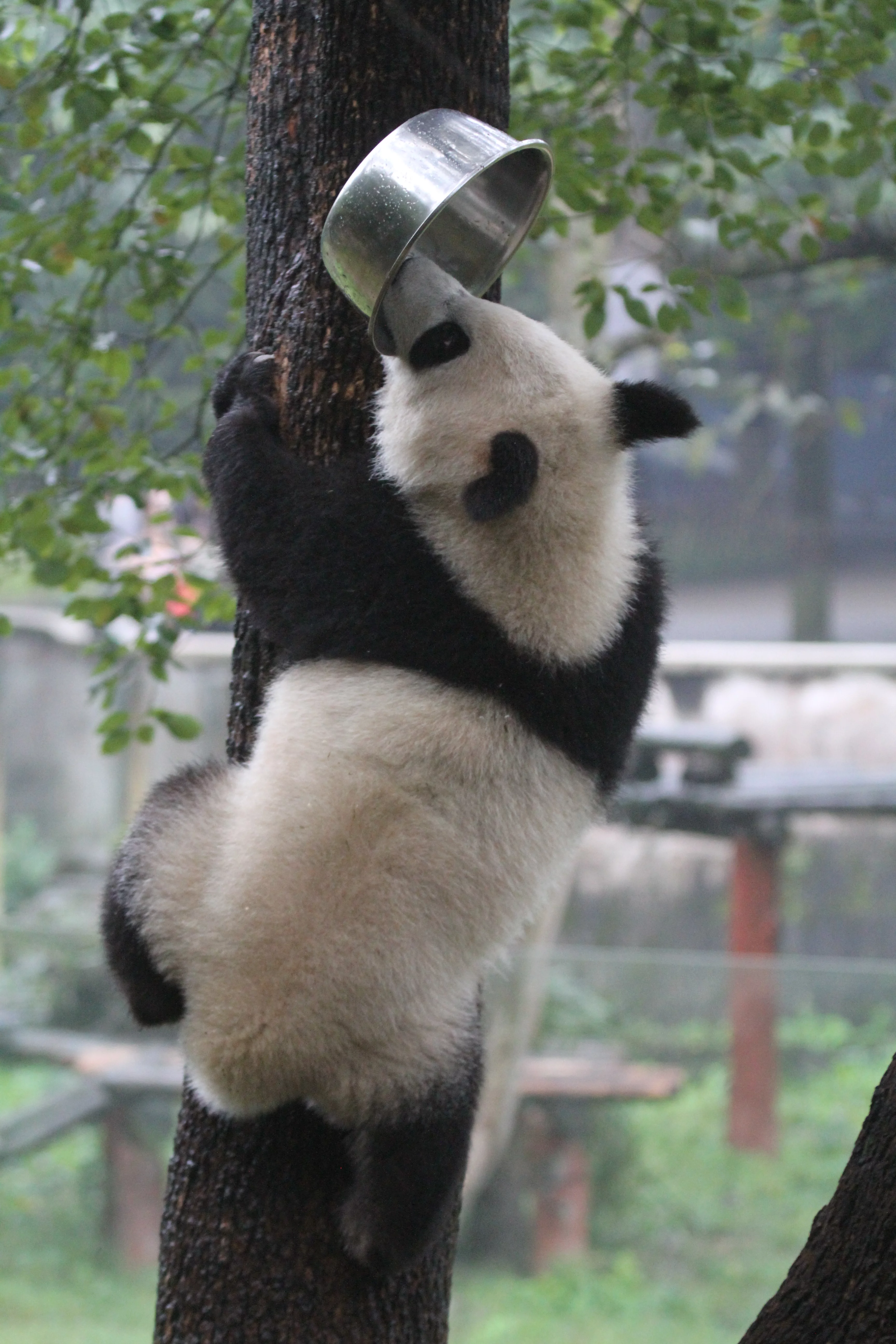 Chongqing Zoo