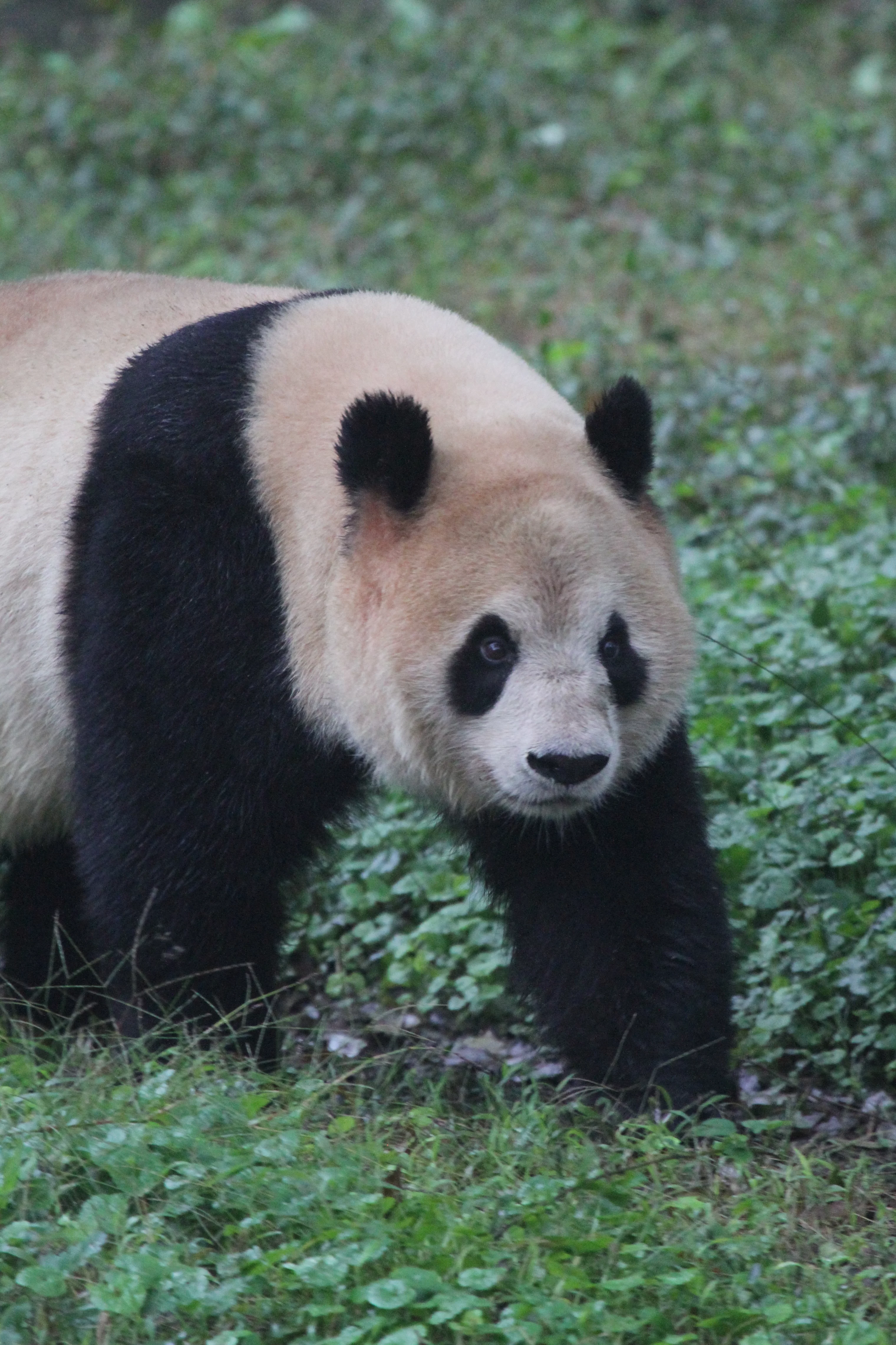Chongqing Zoo