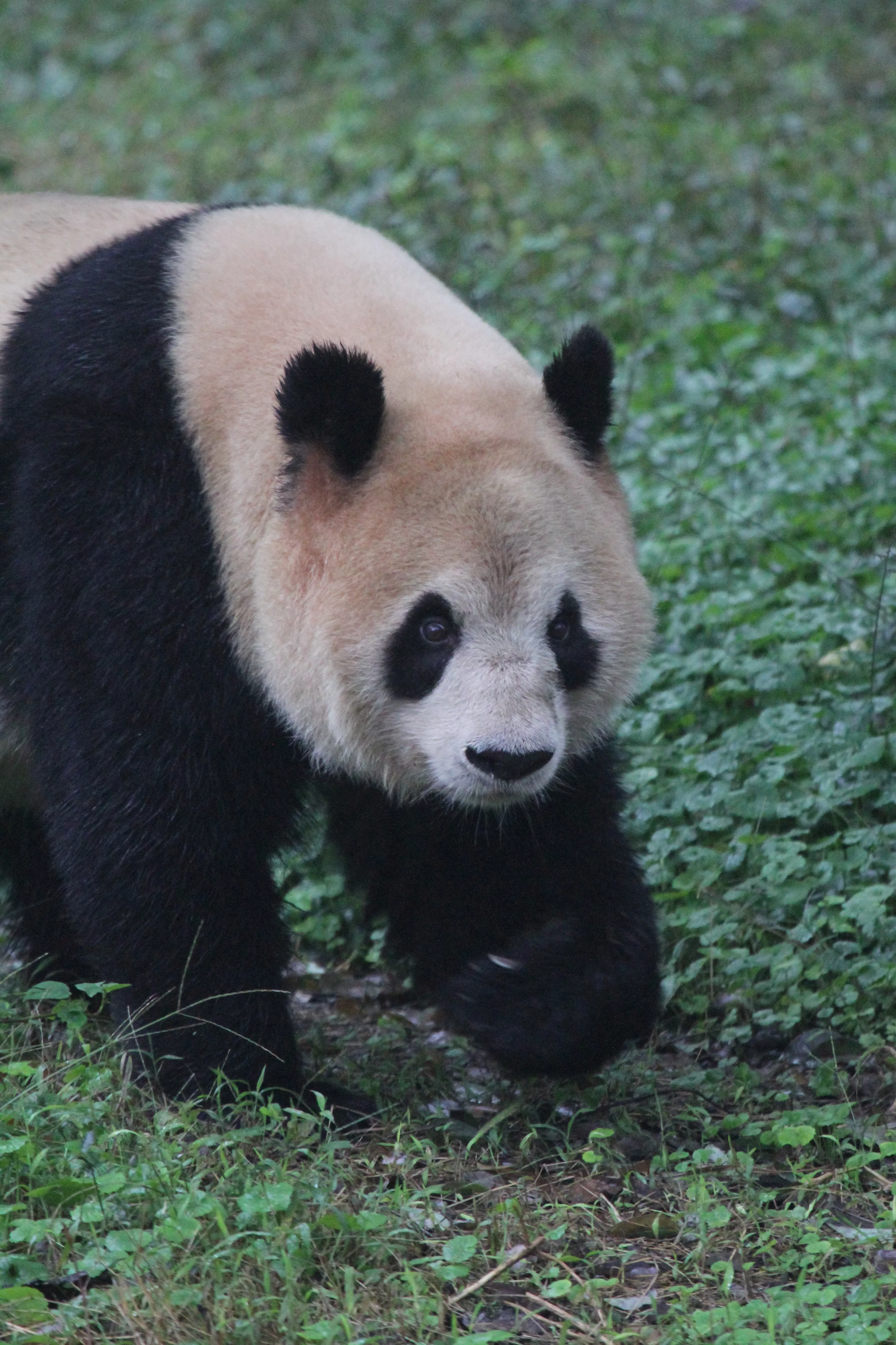 Chongqing Zoo