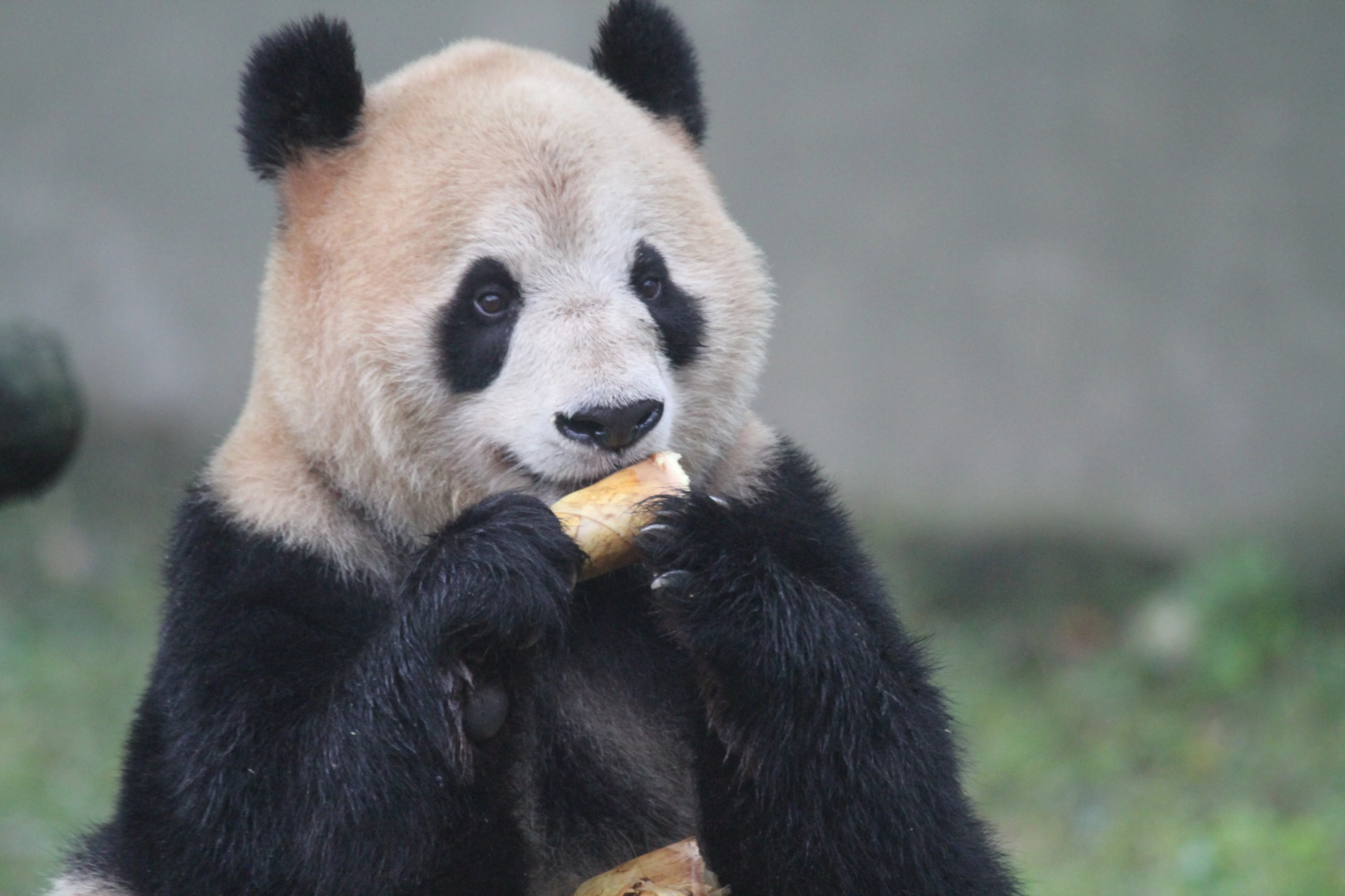 Chongqing Zoo