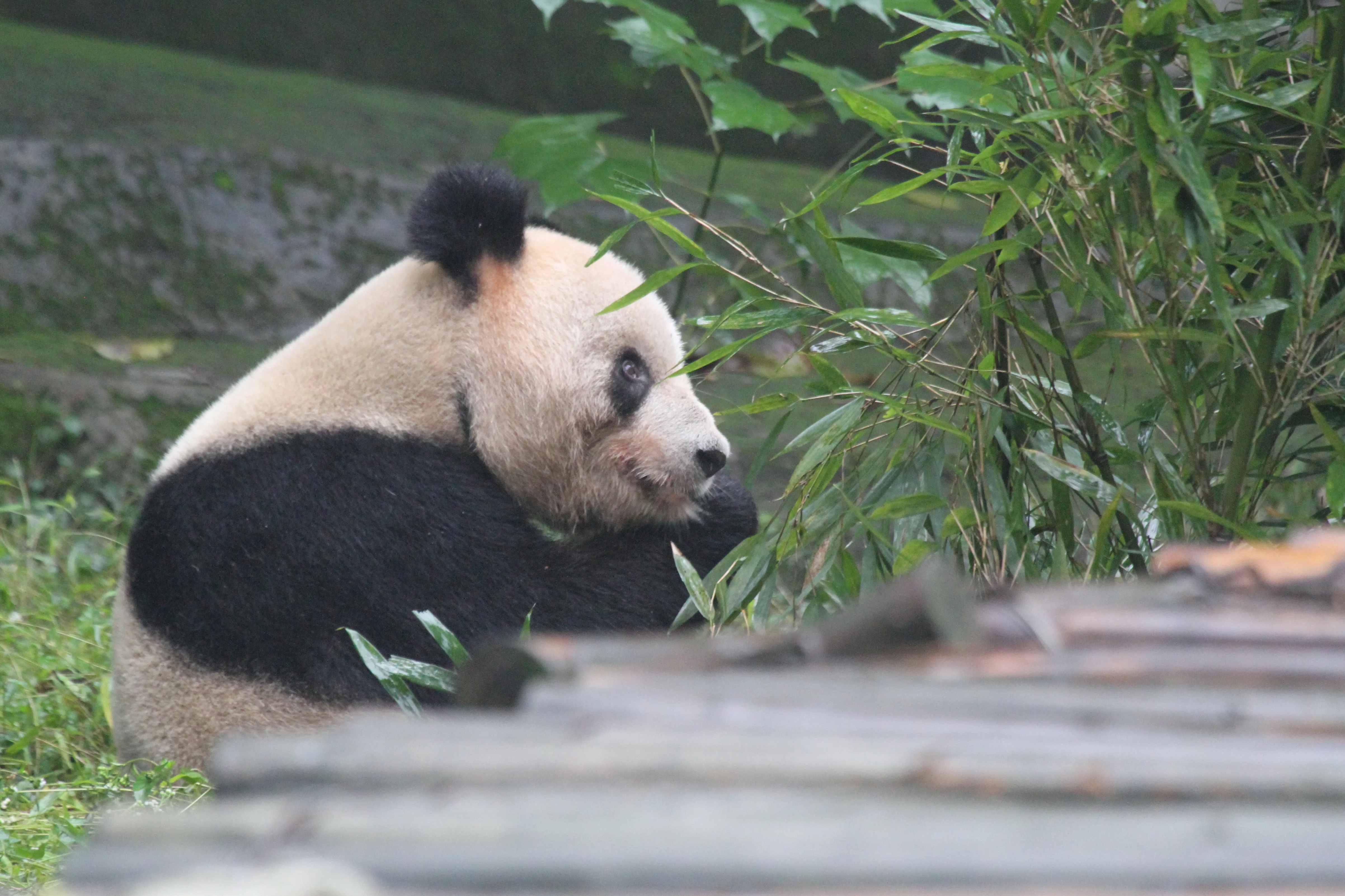 Chongqing Zoo