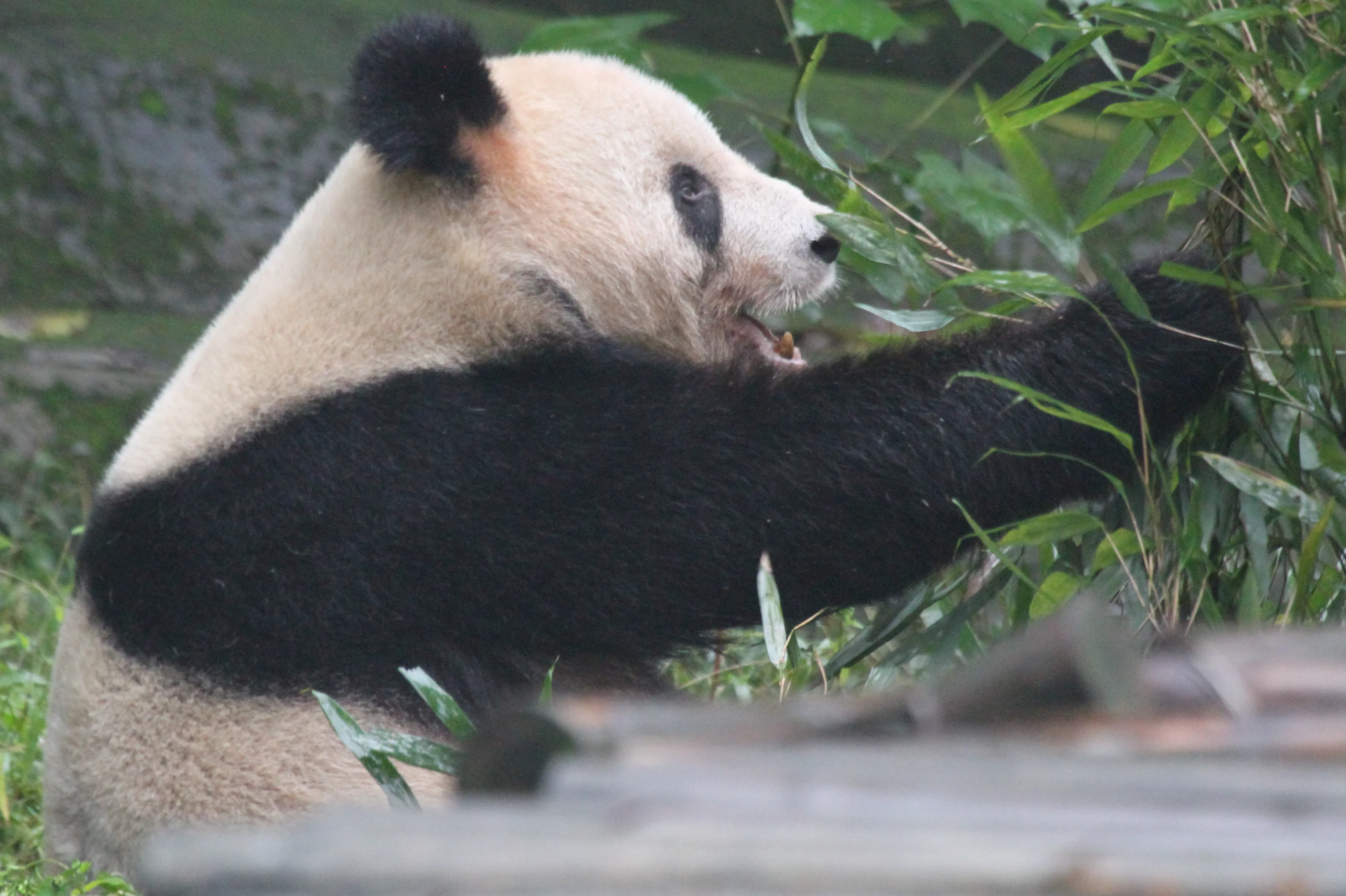Chongqing Zoo