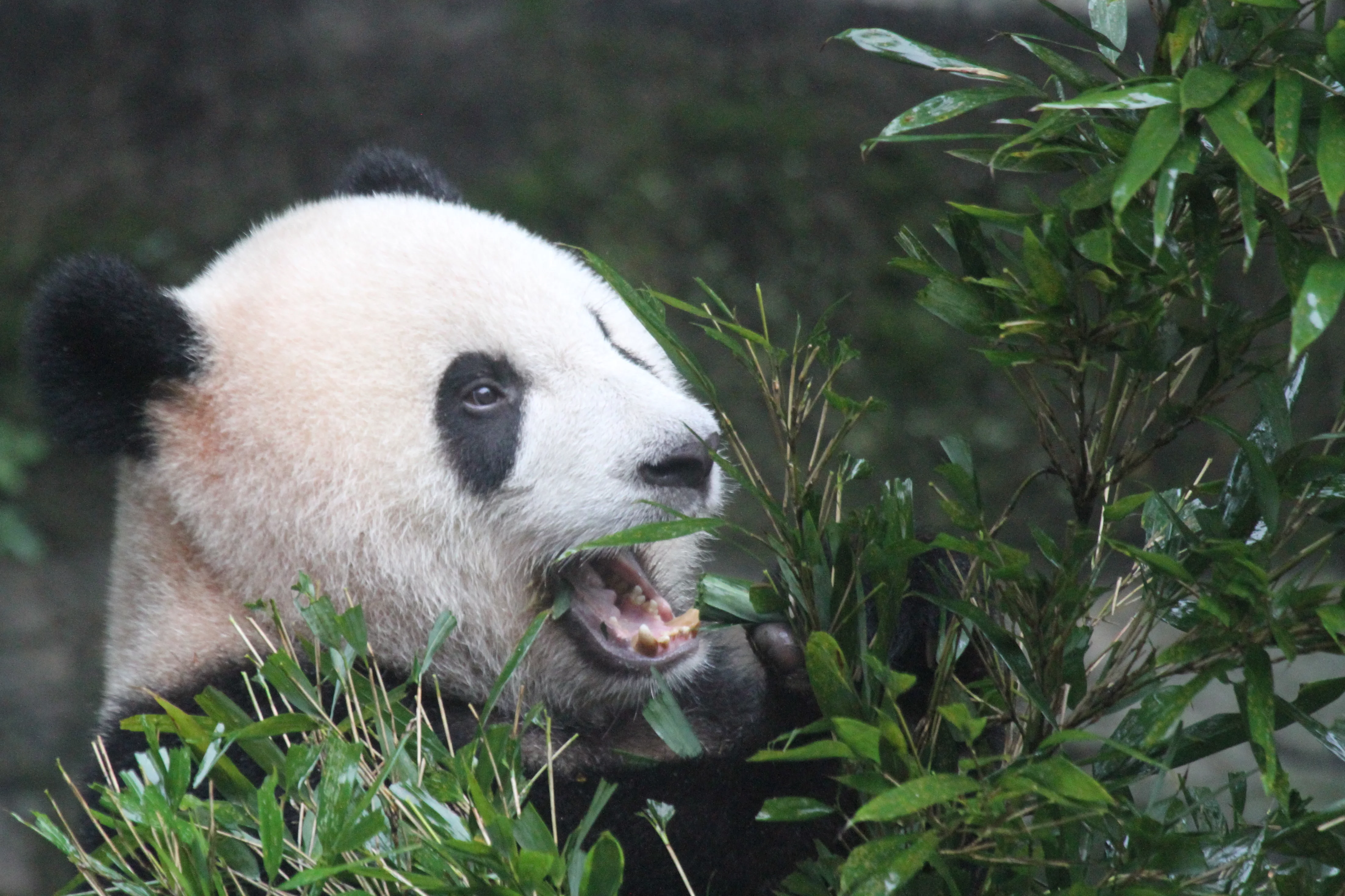 Chongqing Zoo