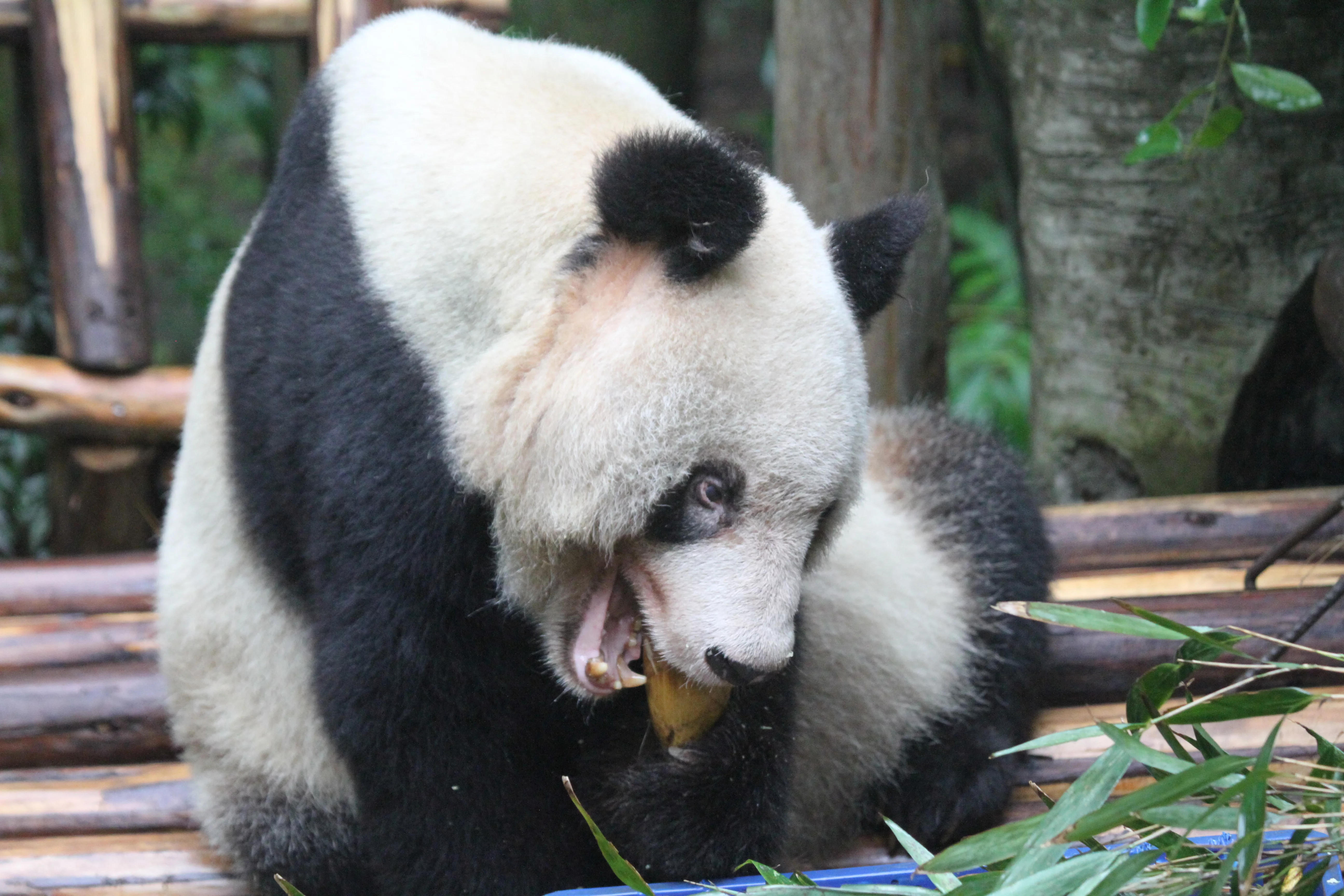 Chongqing Zoo