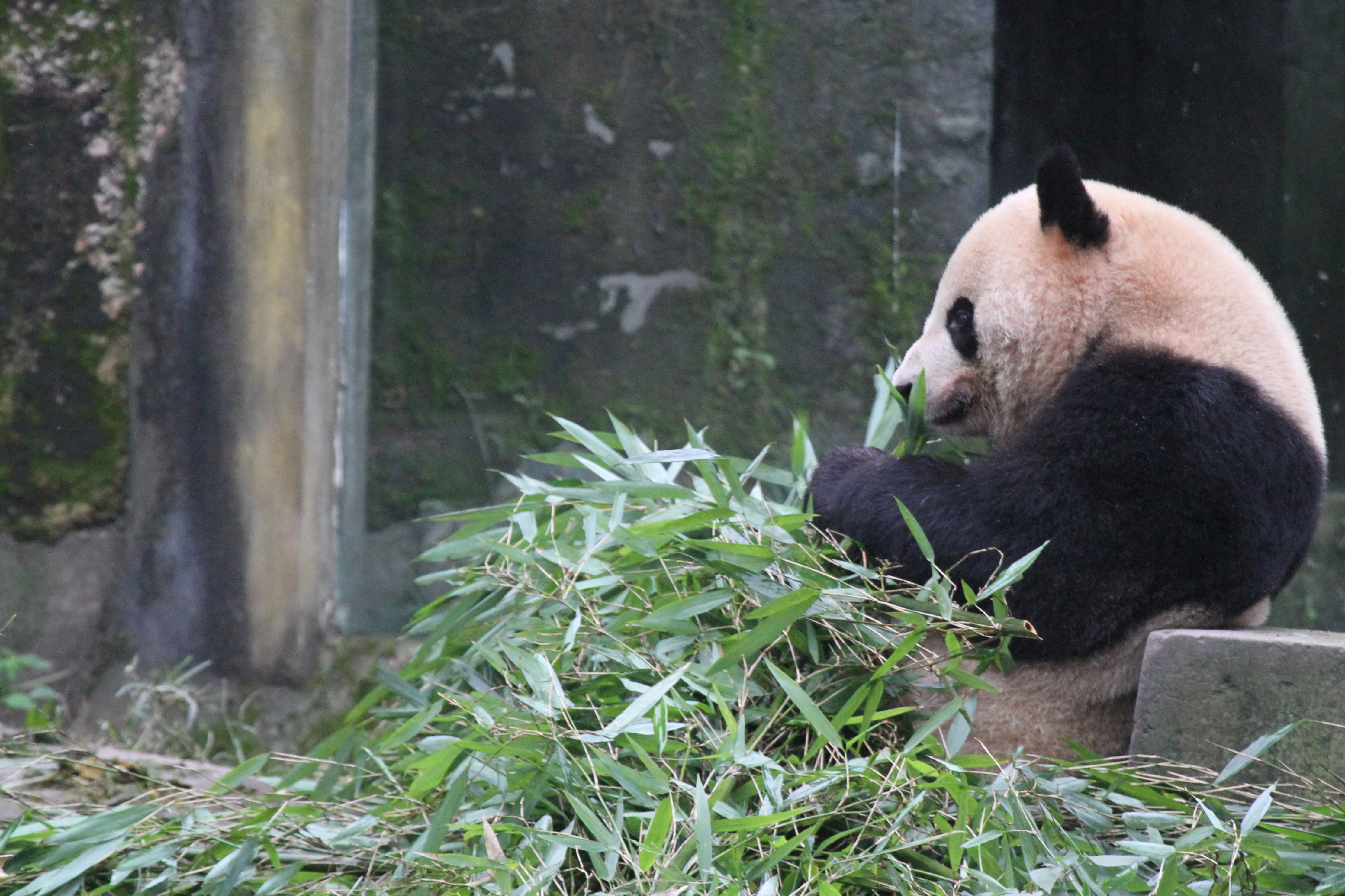 Chongqing Zoo