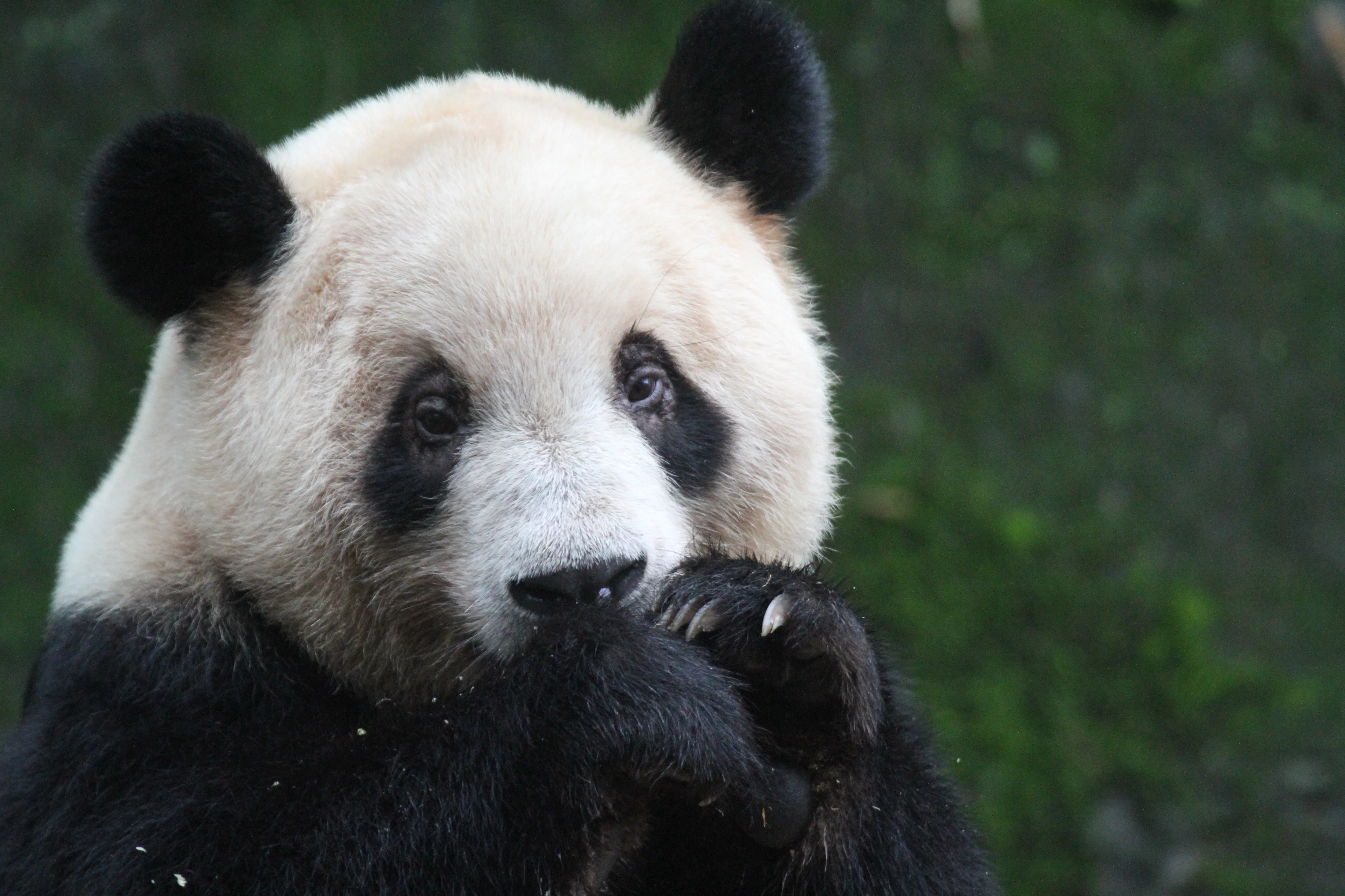 Chongqing Zoo