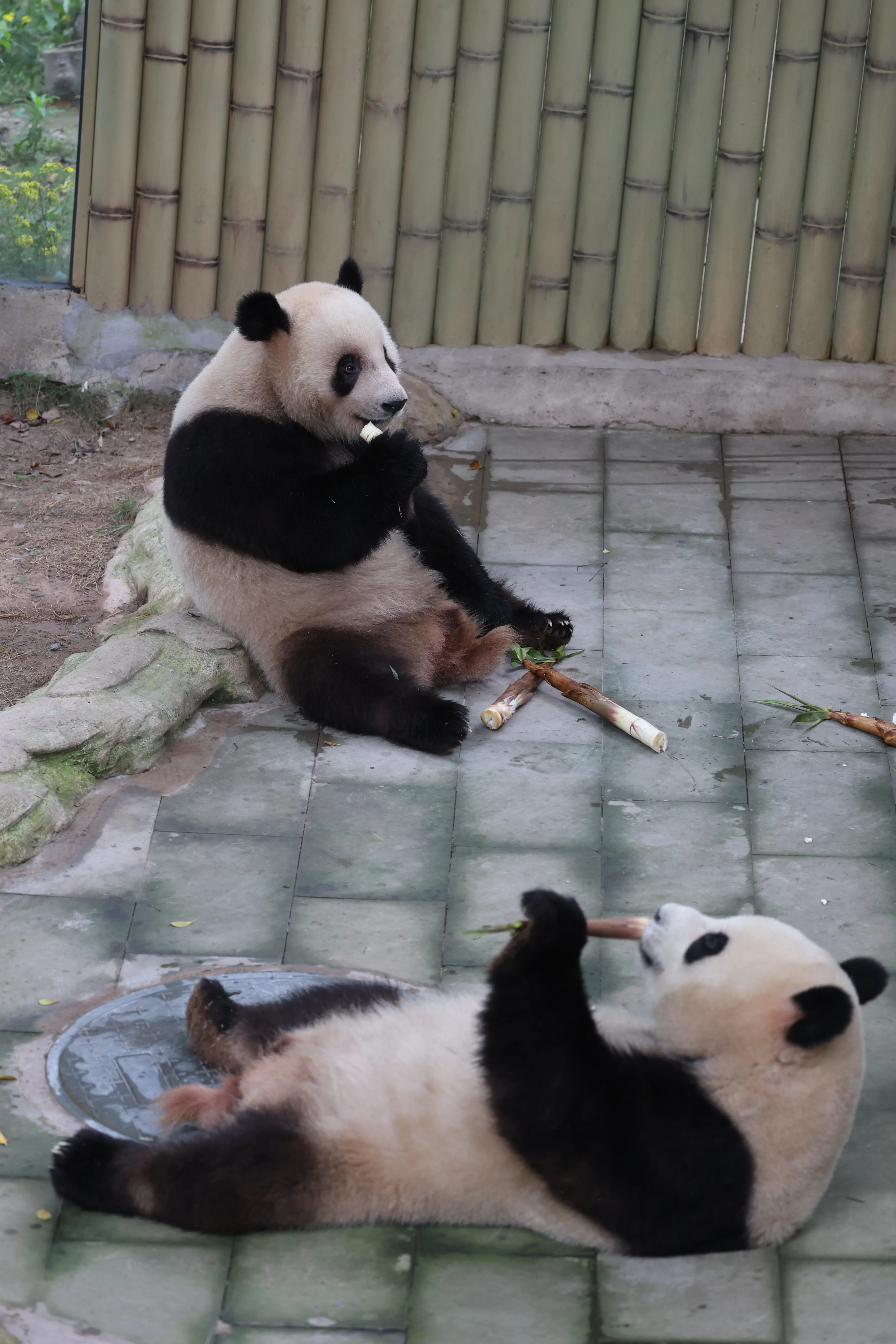 Chongqing Zoo