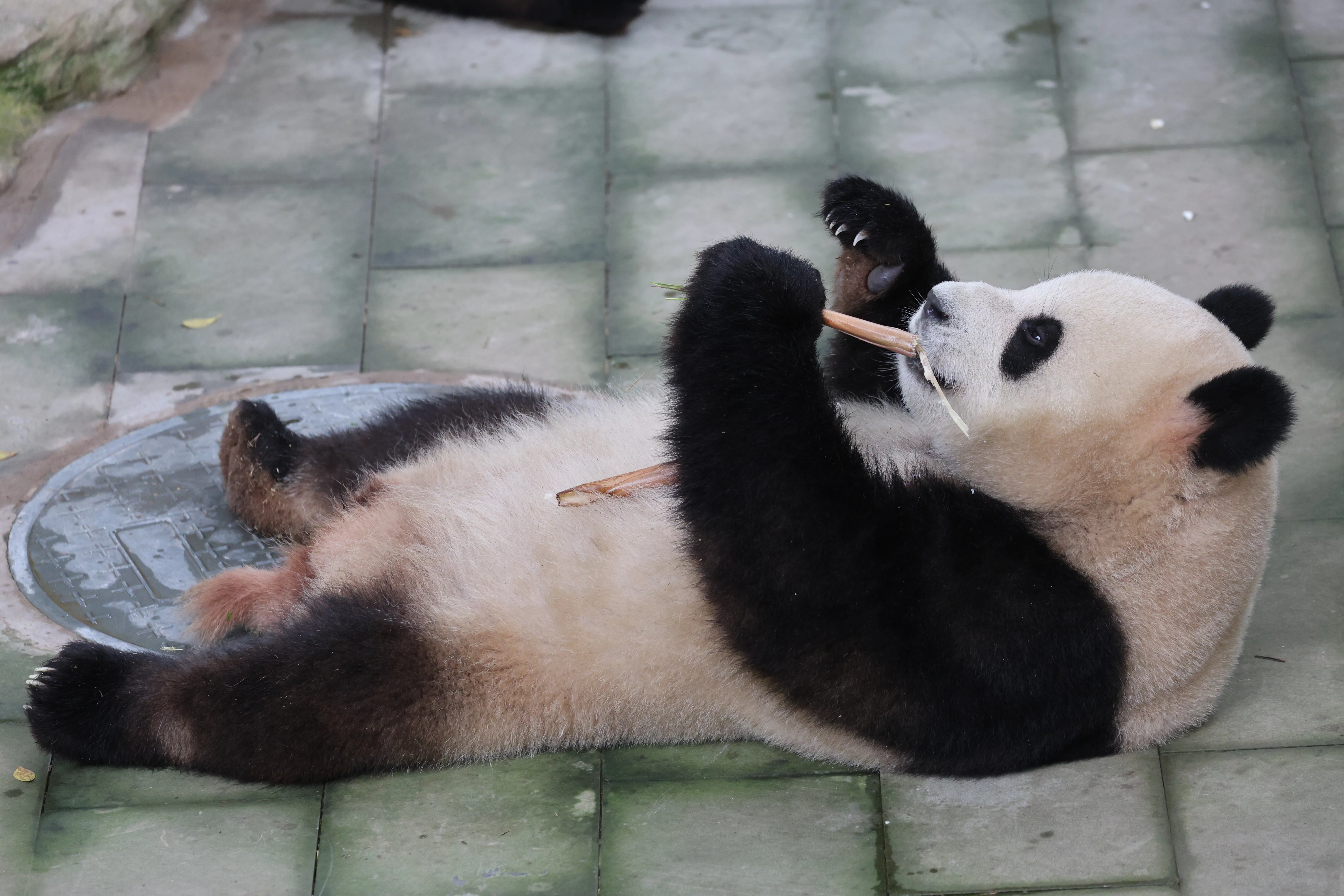 Chongqing Zoo
