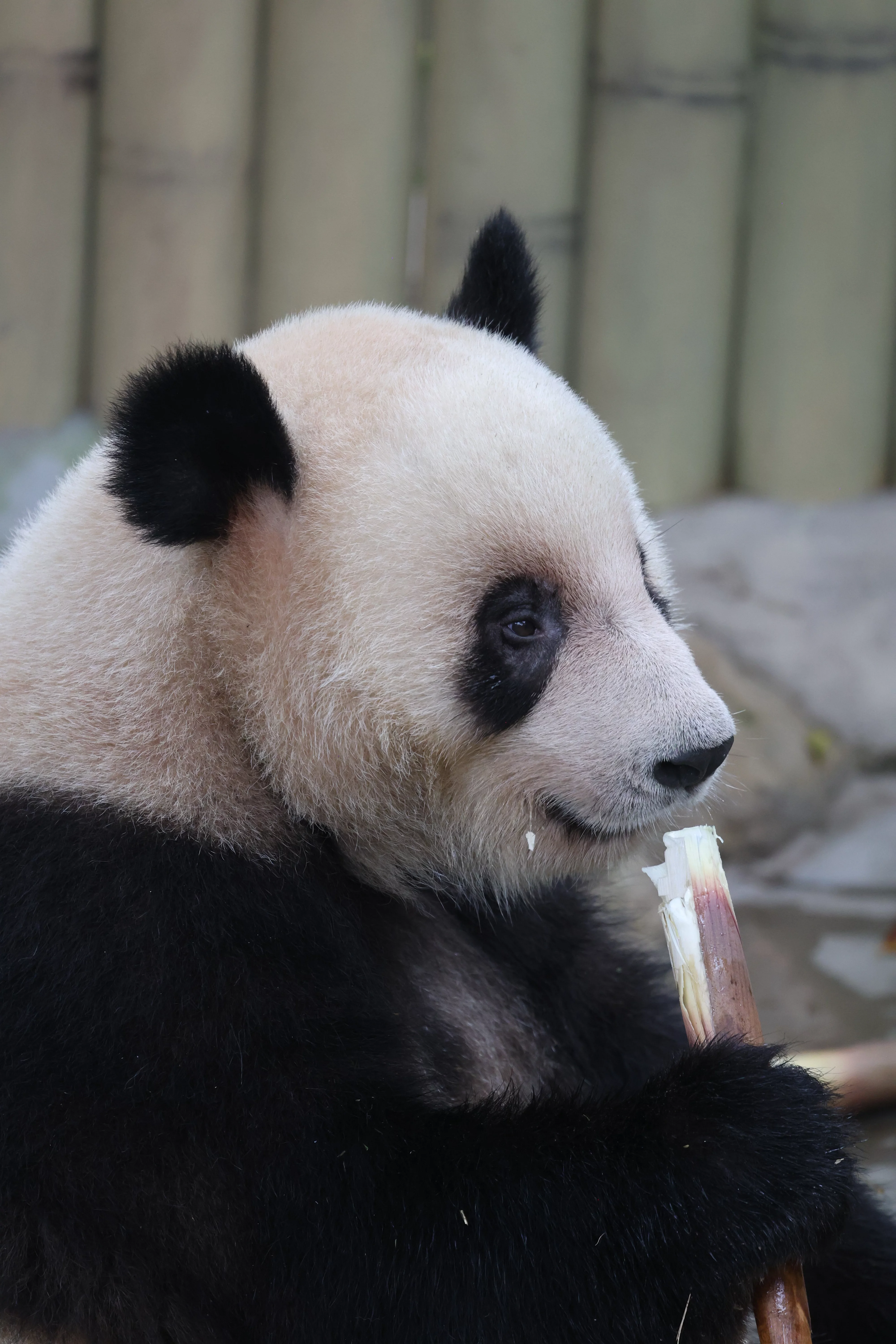 Chongqing Zoo
