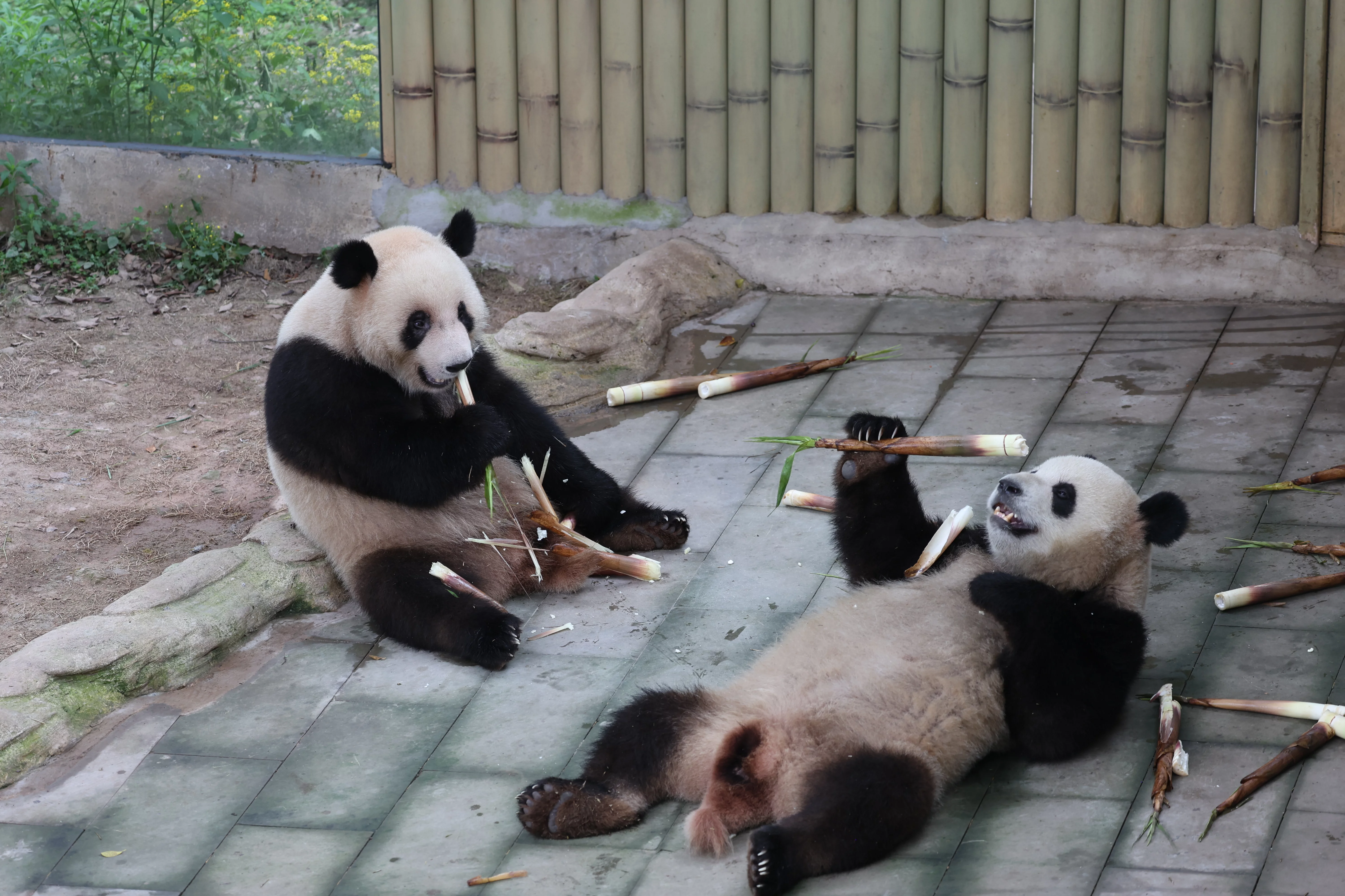 Chongqing Zoo