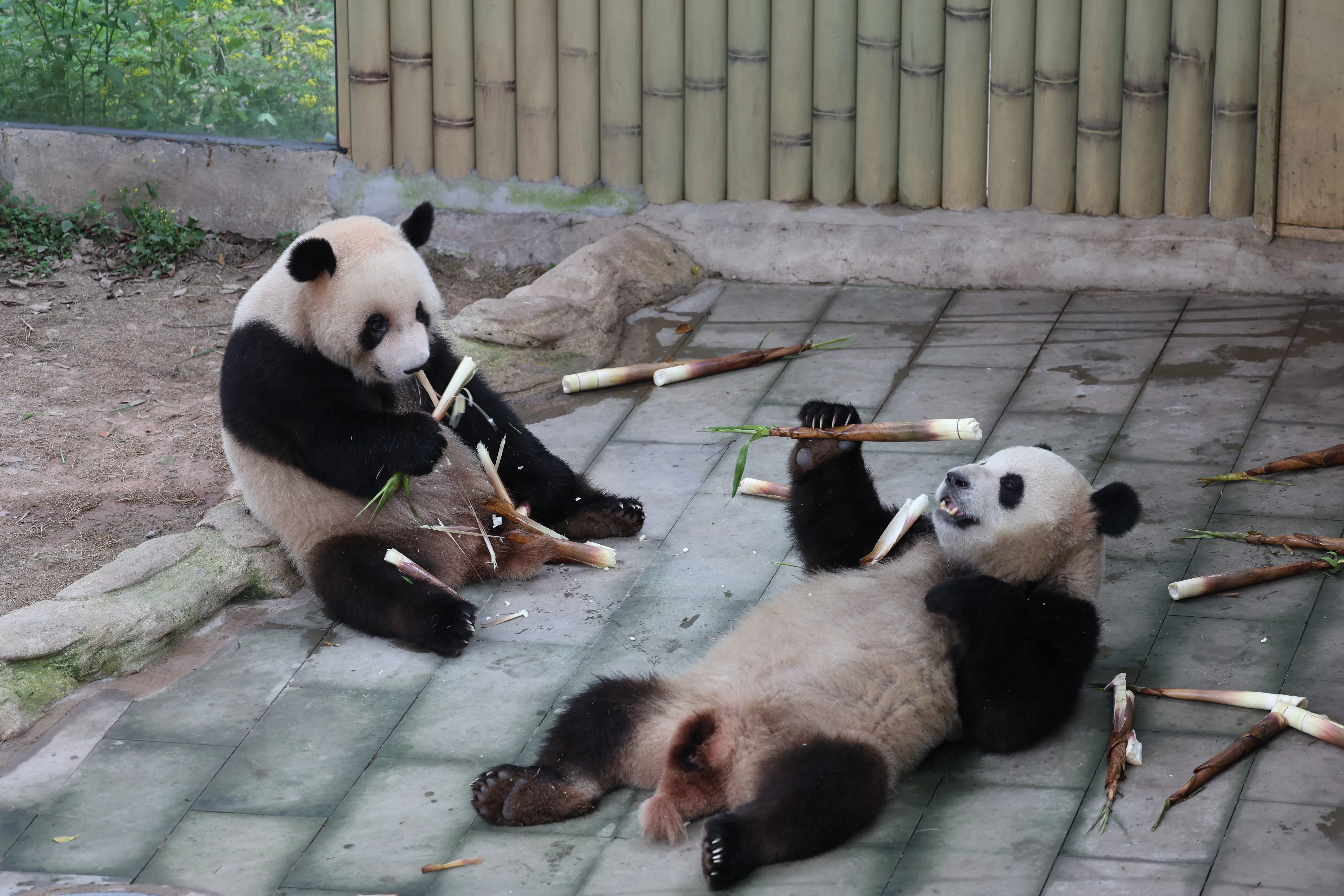 Chongqing Zoo