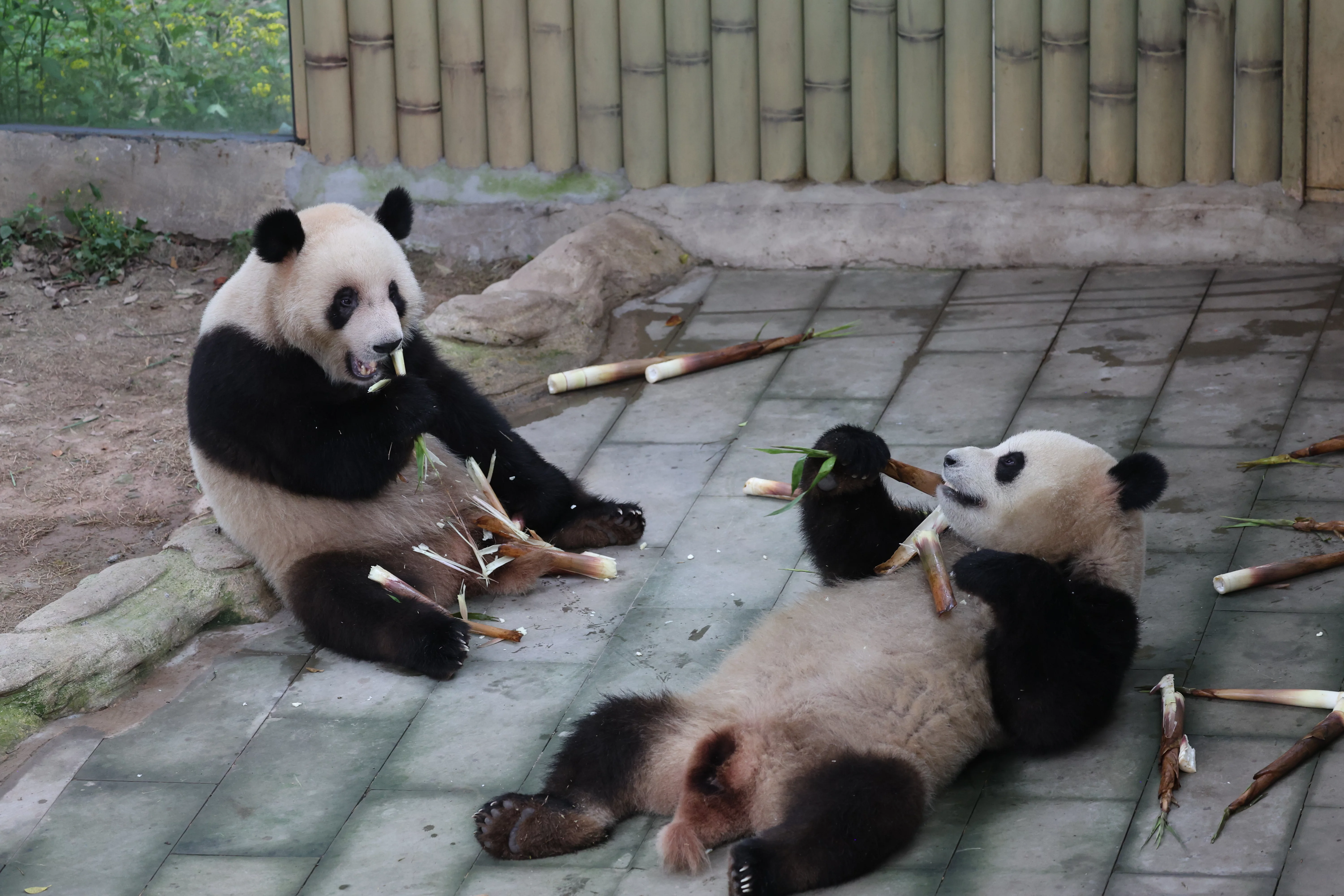 Chongqing Zoo