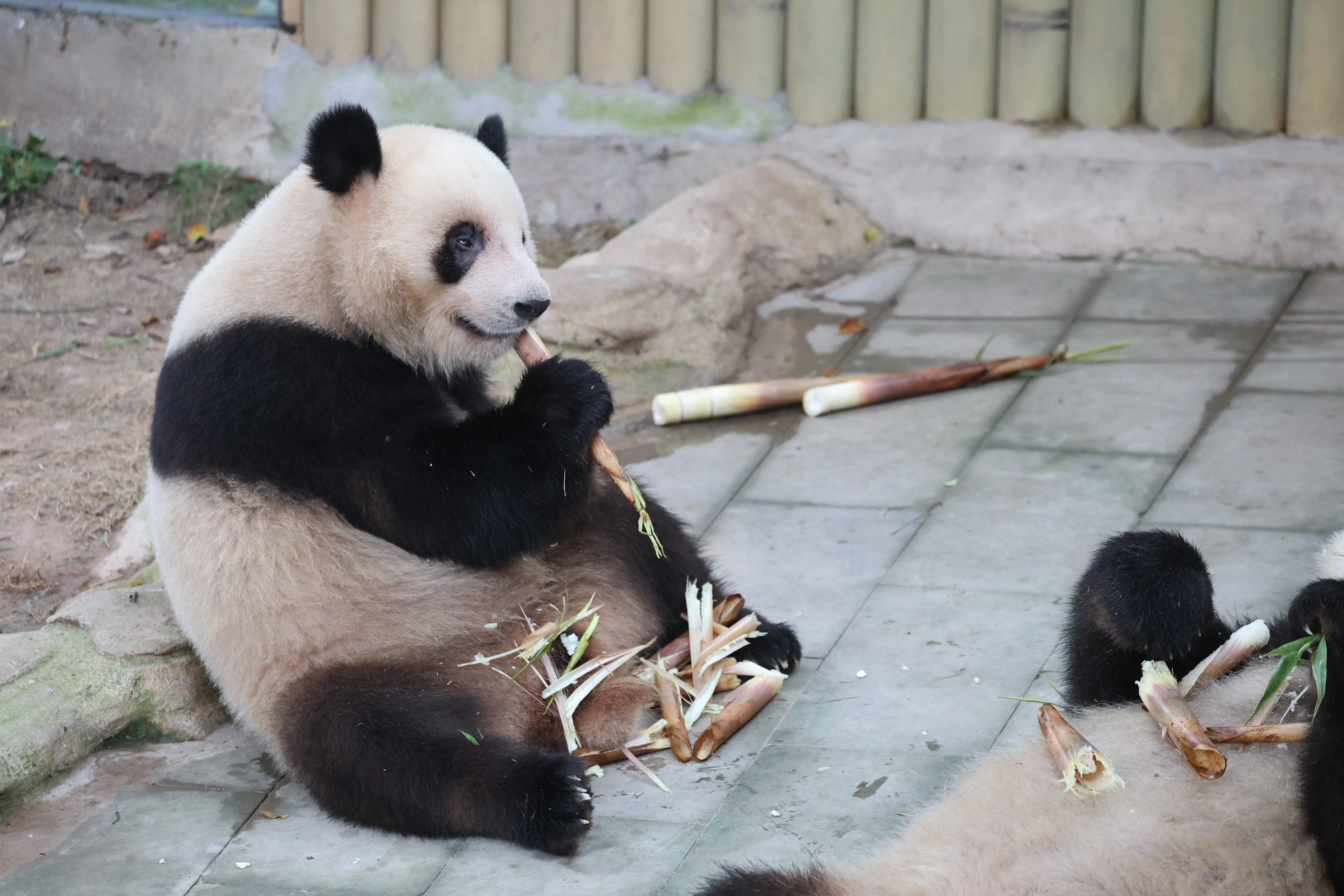 Chongqing Zoo