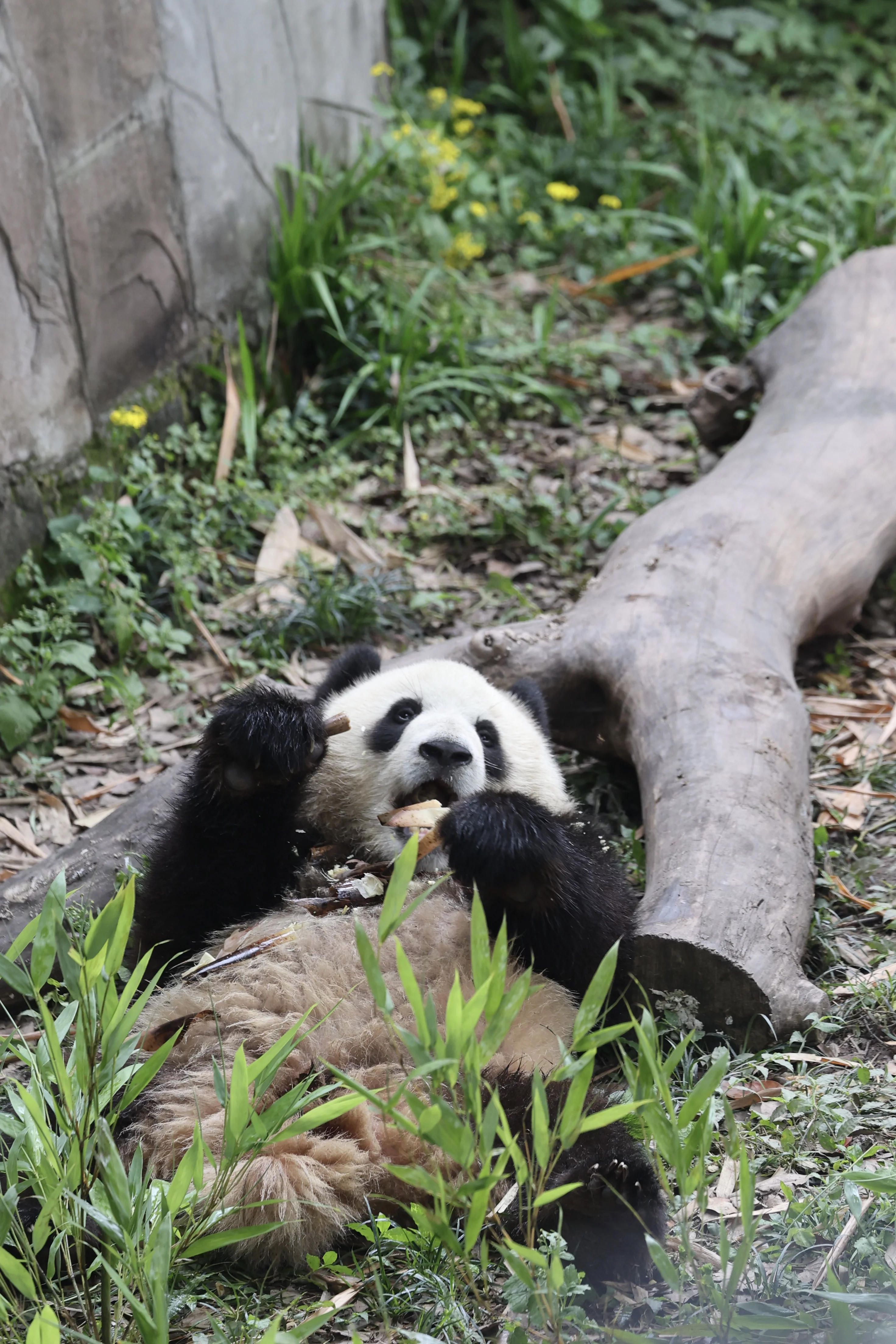 Chongqing Zoo