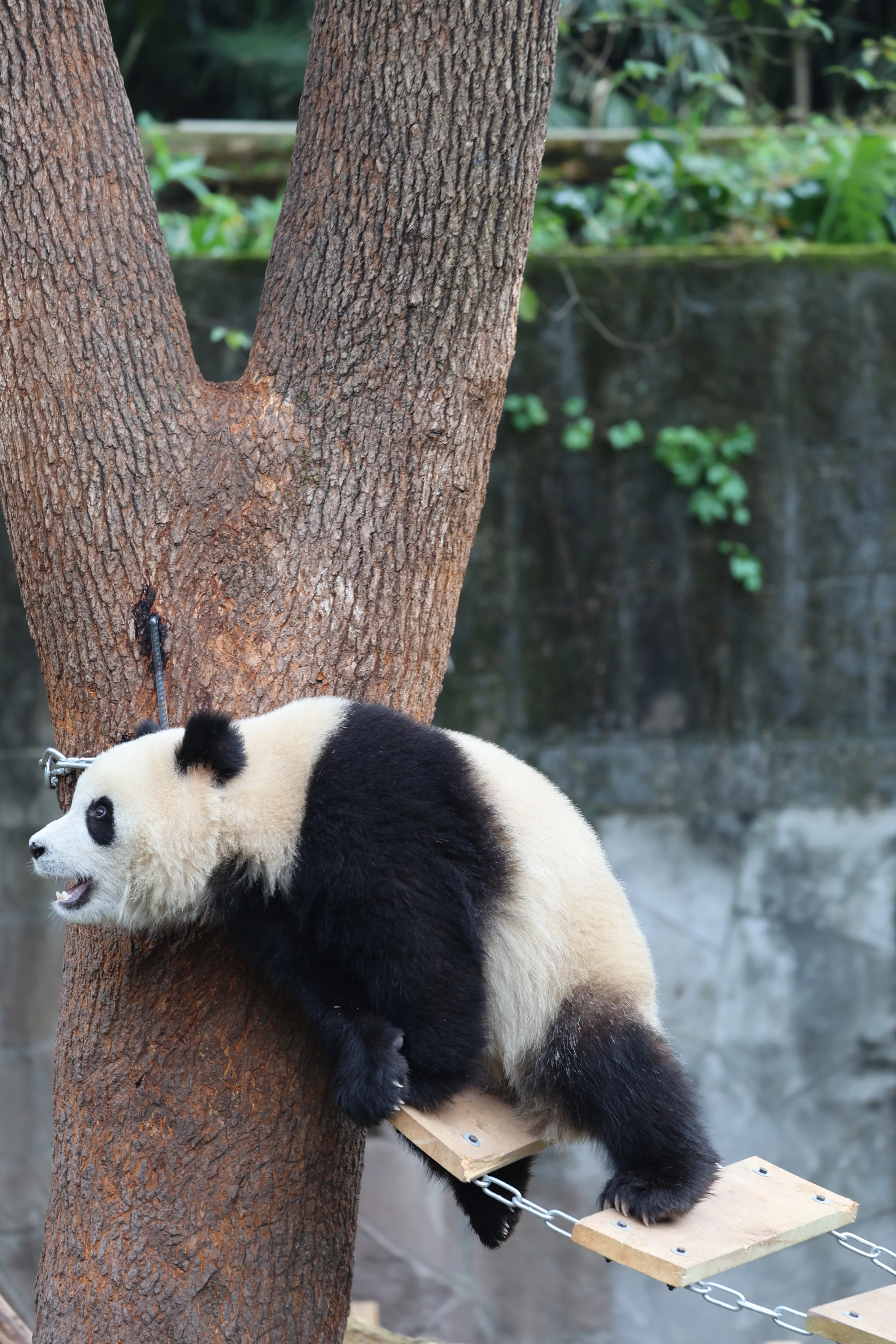 Chongqing Zoo