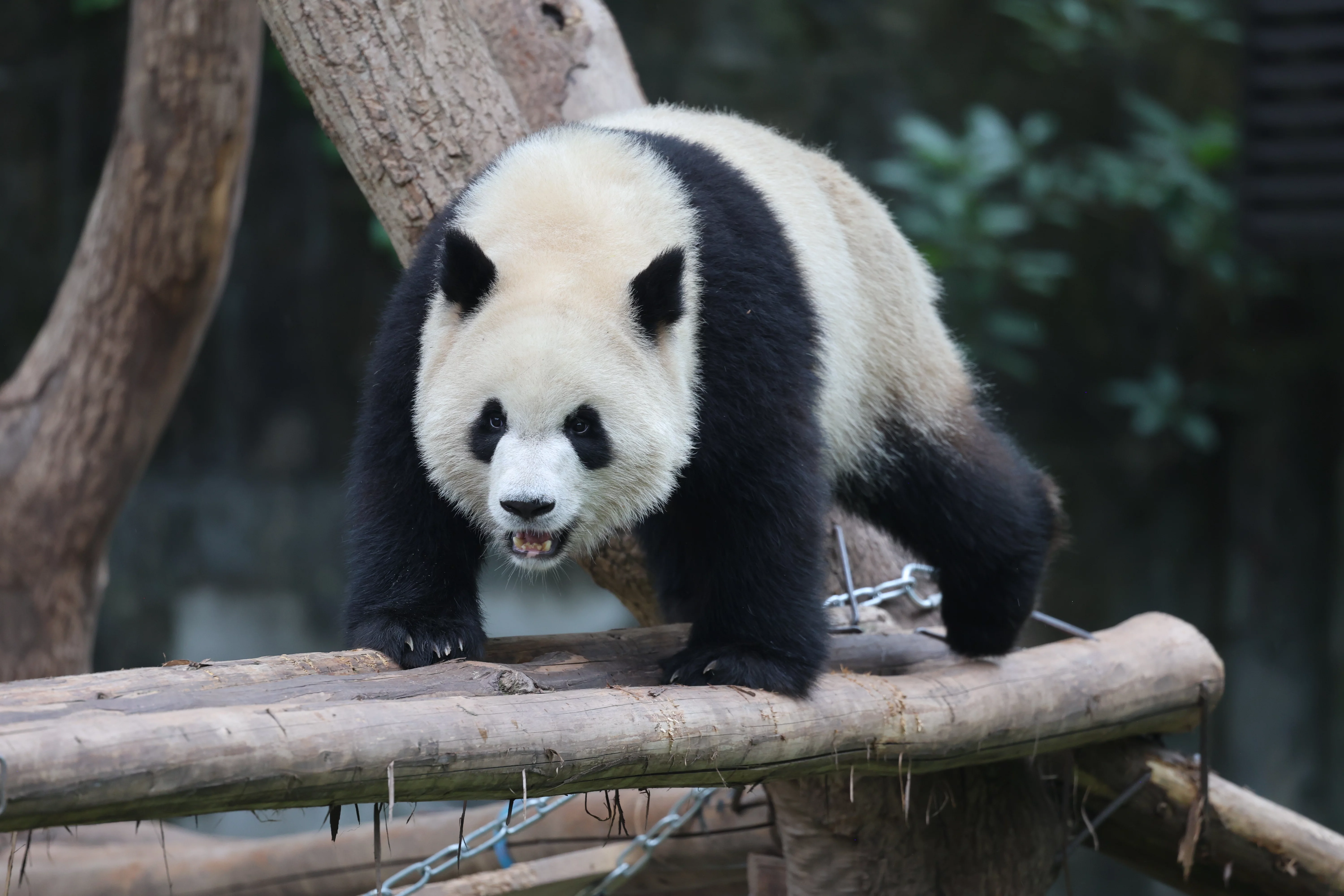 Chongqing Zoo